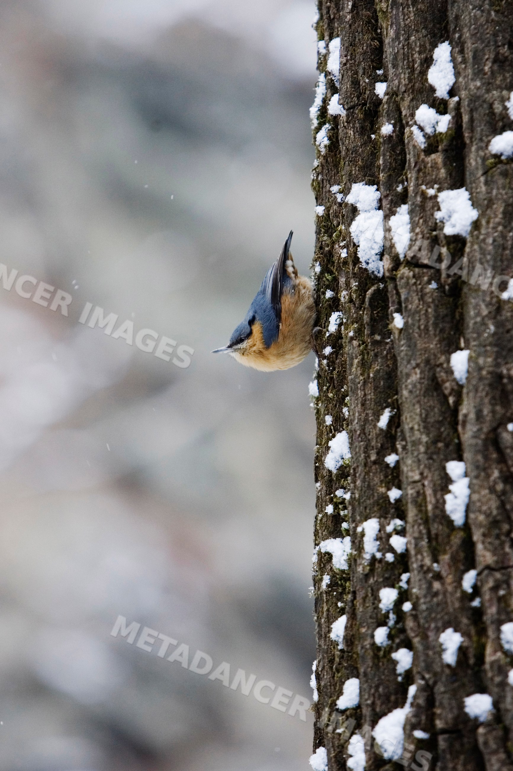 Nuthatch perched on tree trunk with snow china