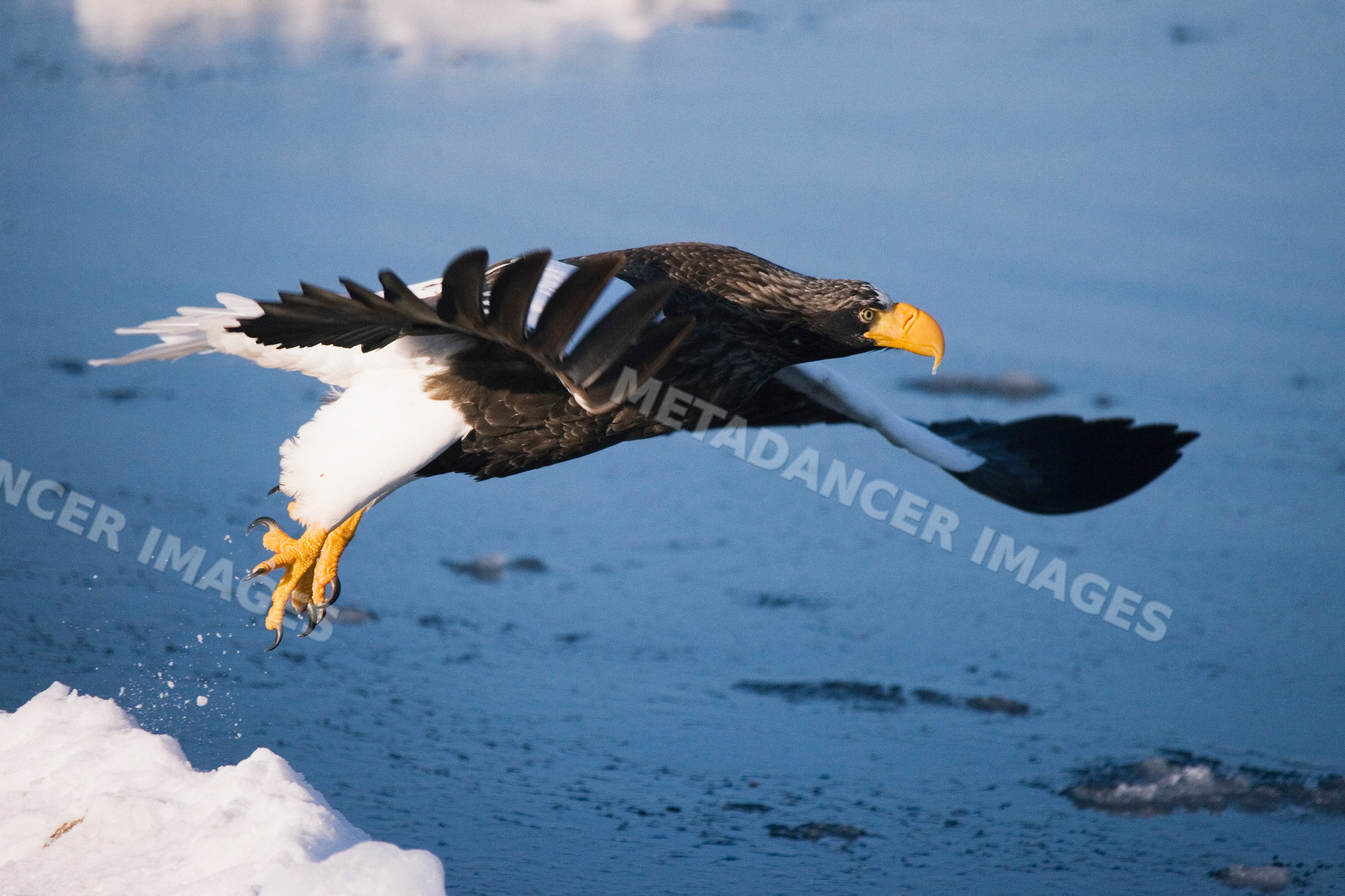 Stellers sea eagle flying over water in winter Japan