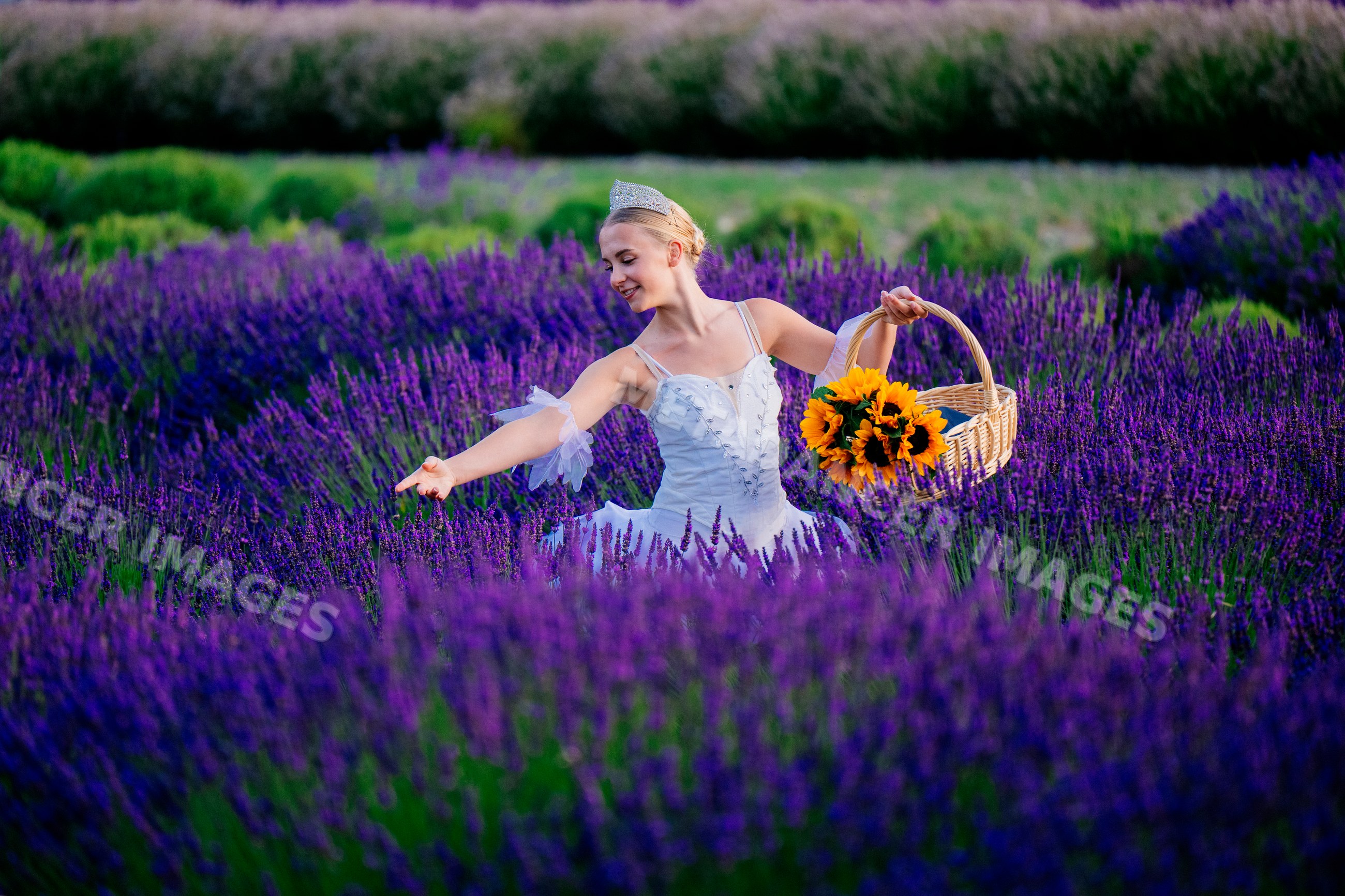 A woman in a white dress picks lavender flowers in a field in WA, USA
