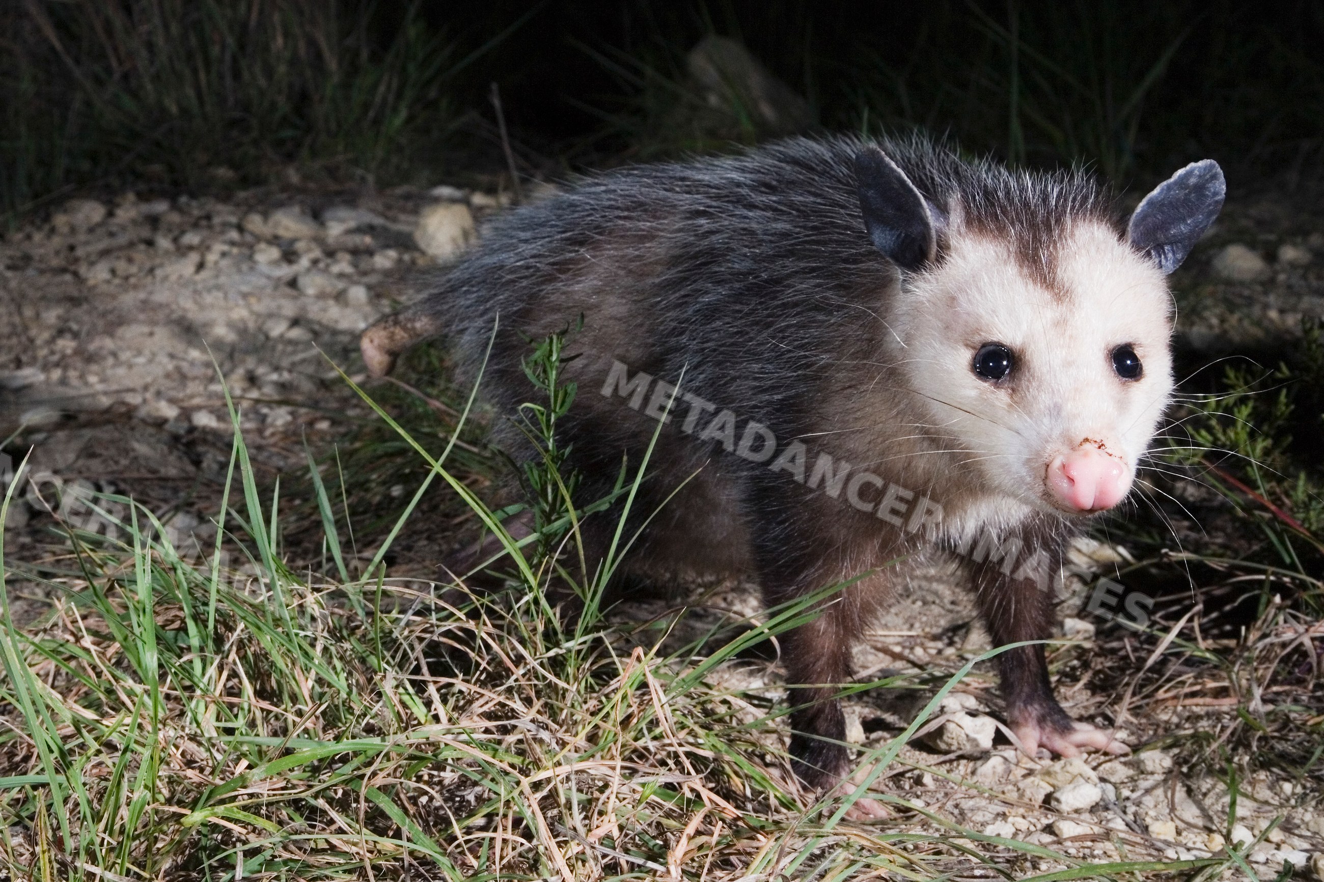 Possum on rocky ground in Texas, USA