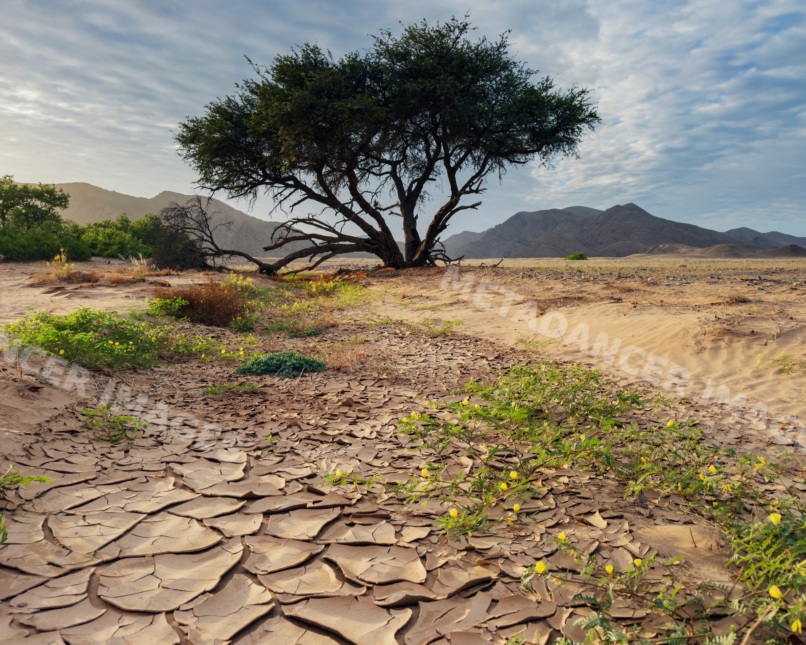 Devil's Thorn Acacia tree with cracked mud