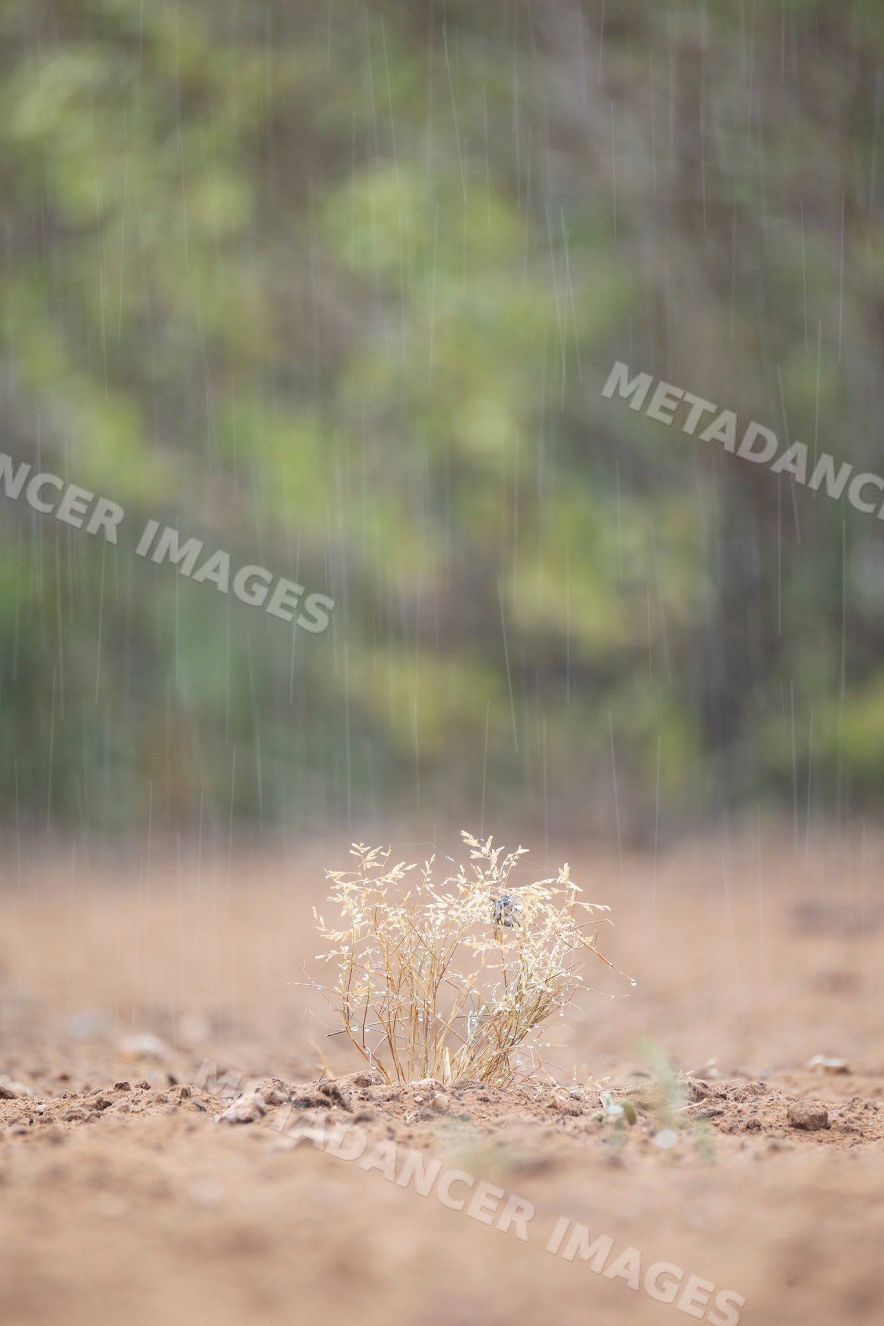 Rain falls on dry plants at santa clara ranch