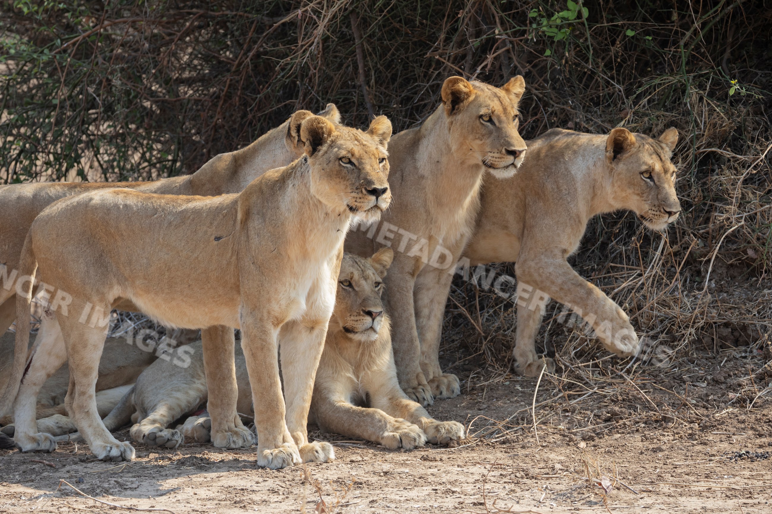 Lions resting and alert near bushes in South Luangwa national park