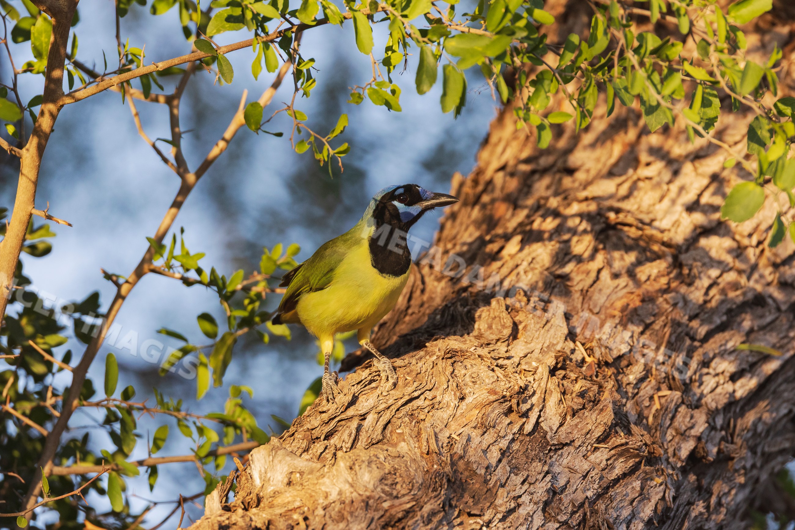 Green jay perched on tree bark