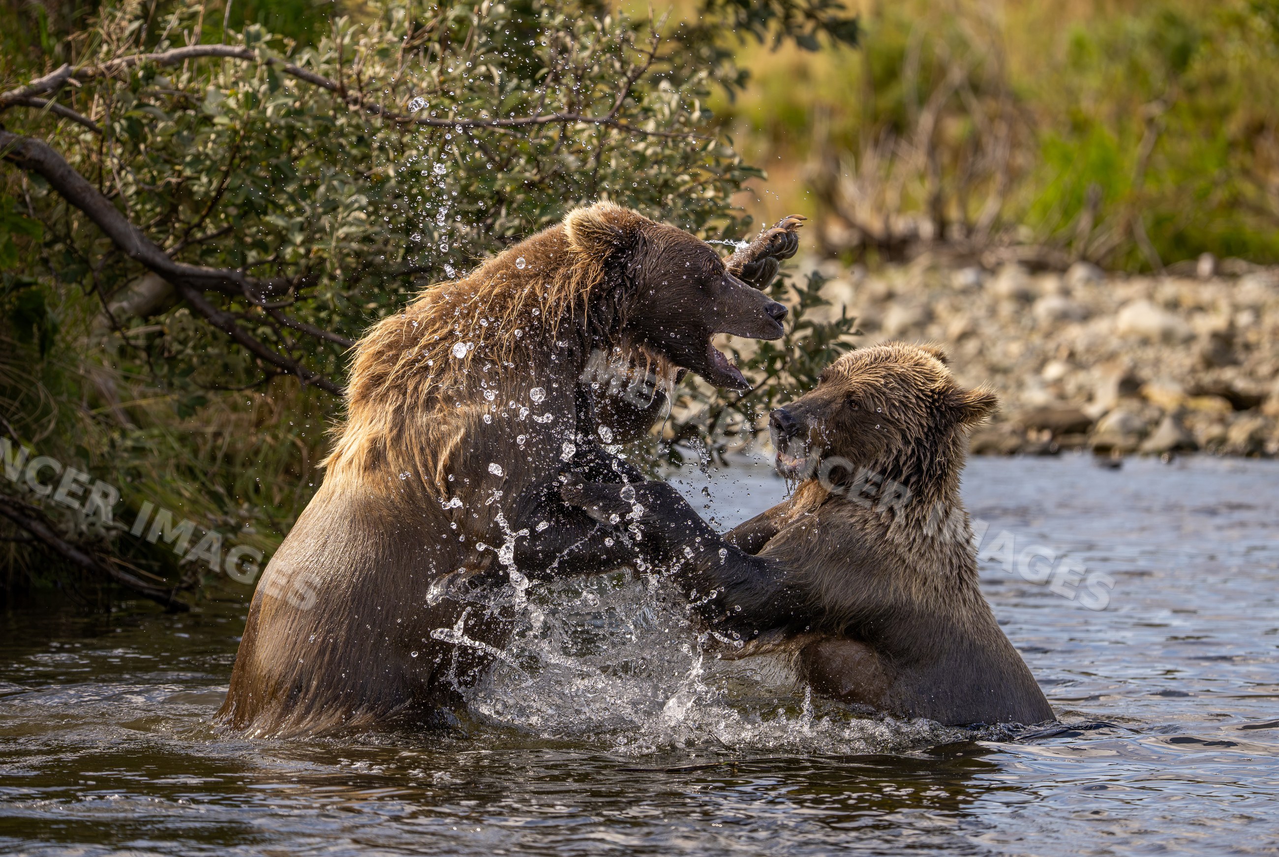 Two brown bears fighting in river at Katmai National Park Alaska