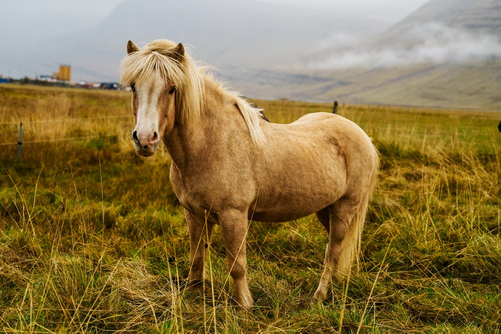 A light brown horse stands in a grassy pasture