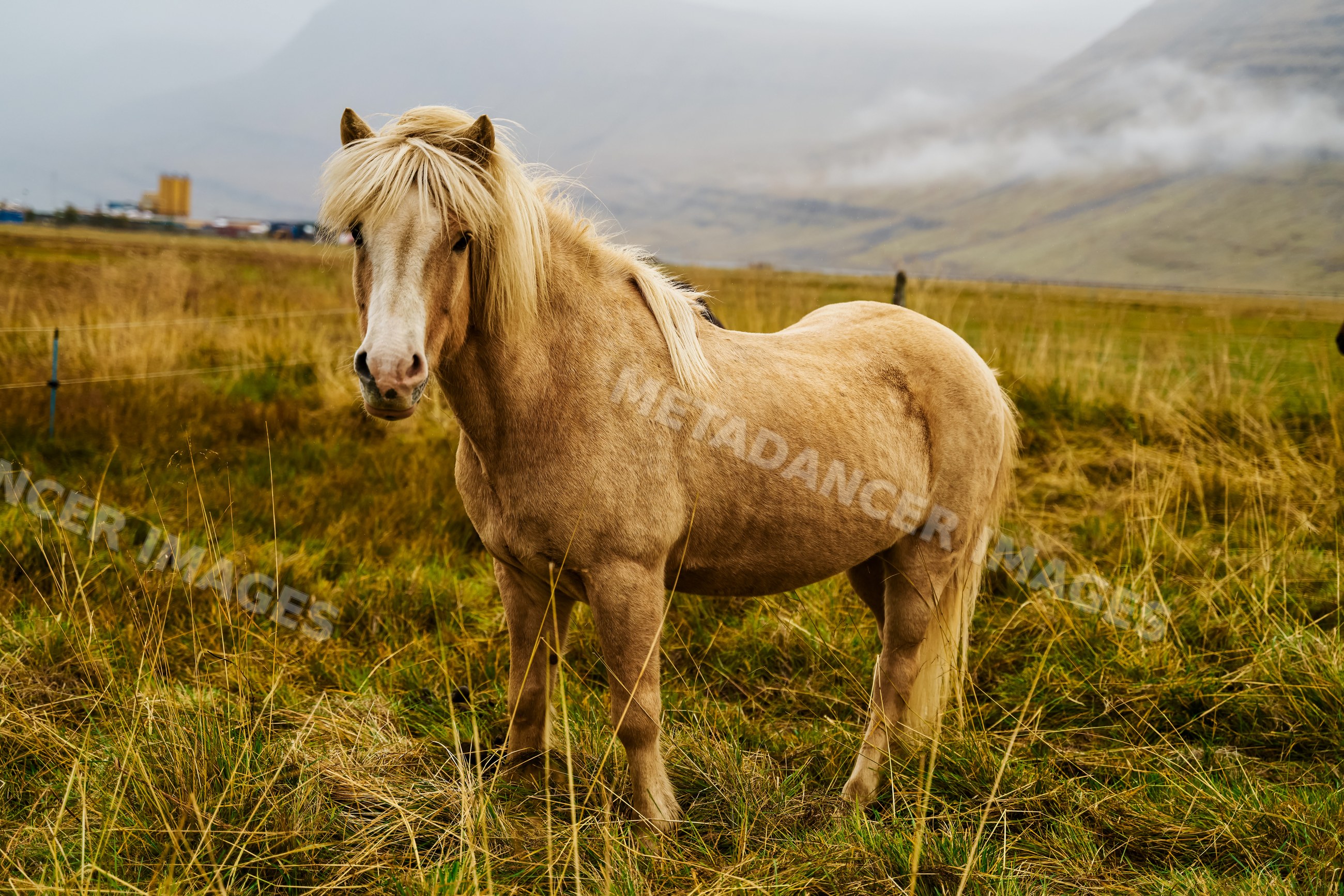 A light brown horse stands in a grassy pasture