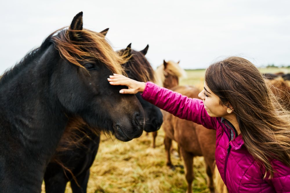 White Woman gently pets a black horse in a field in Iceland