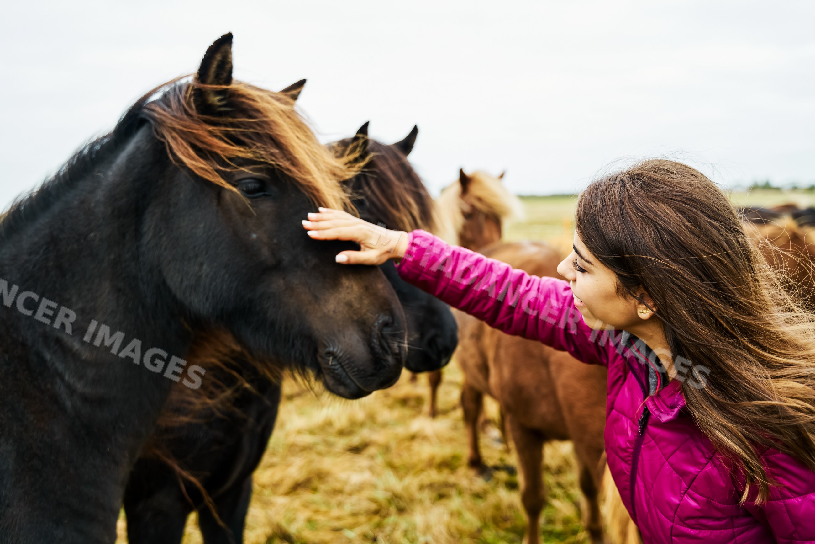 White Woman gently pets a black horse in a field in Iceland