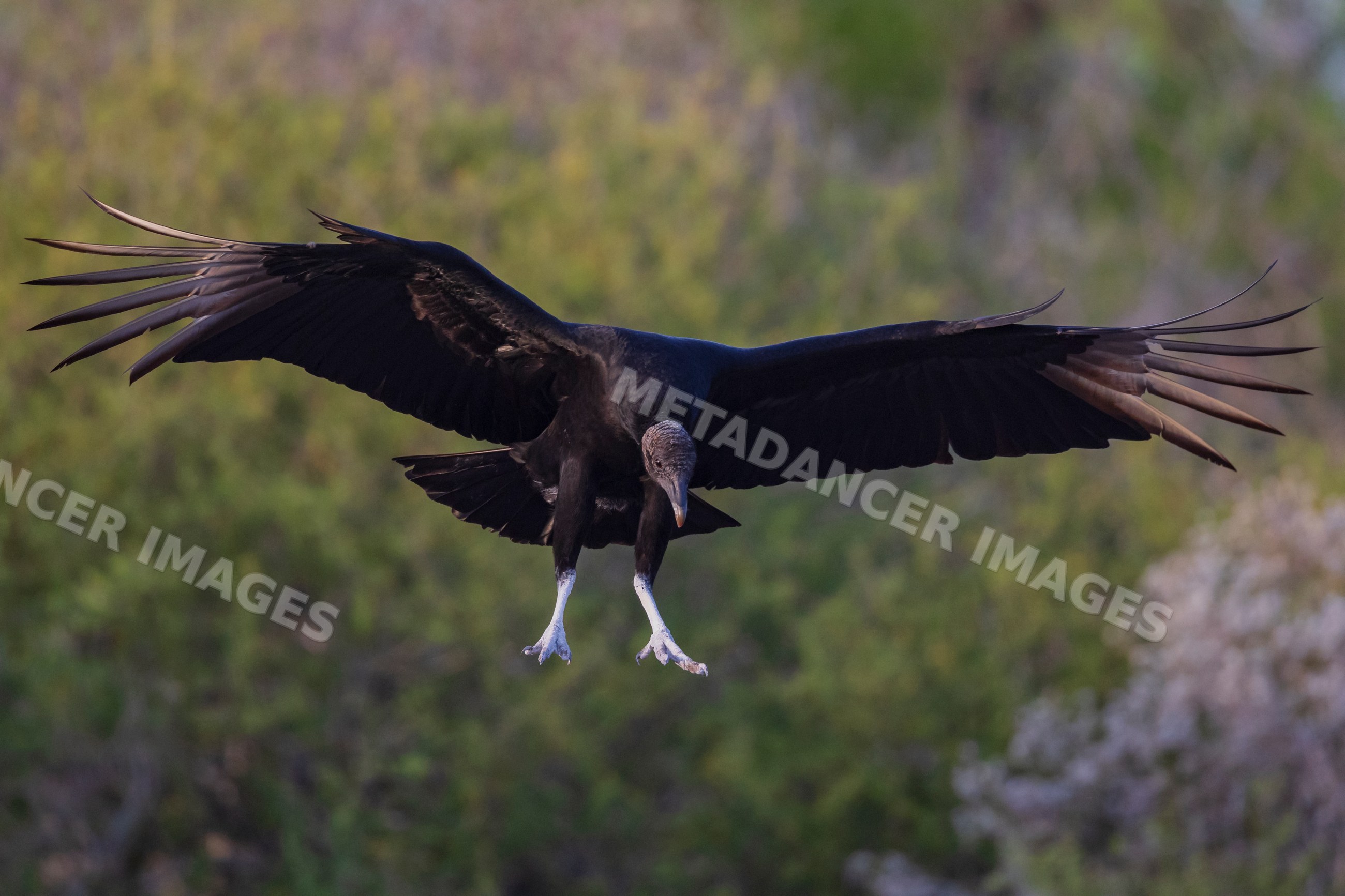 Black Vulture in Flight over santa clara ranch