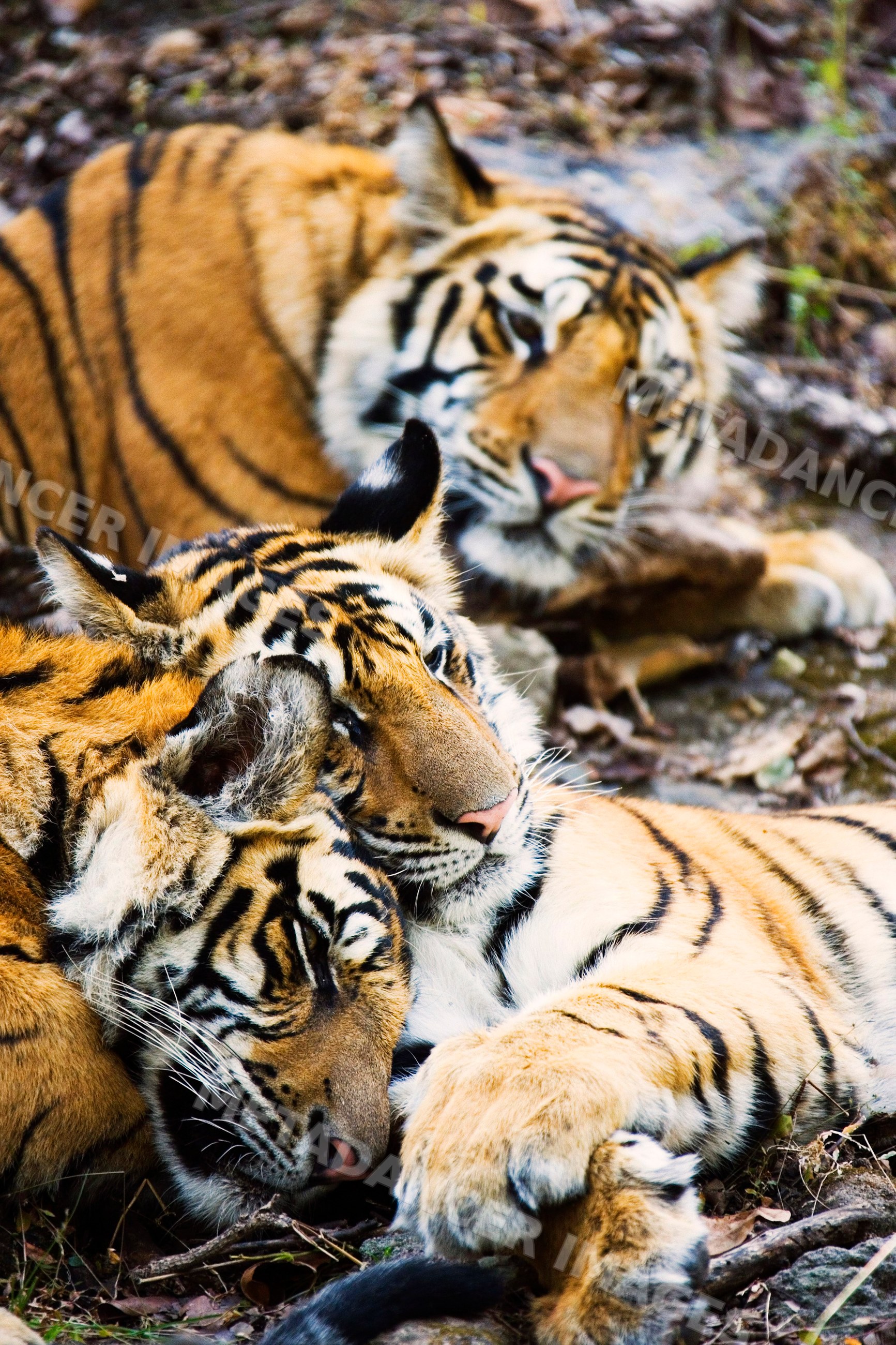 Tigers resting closely together outdoors