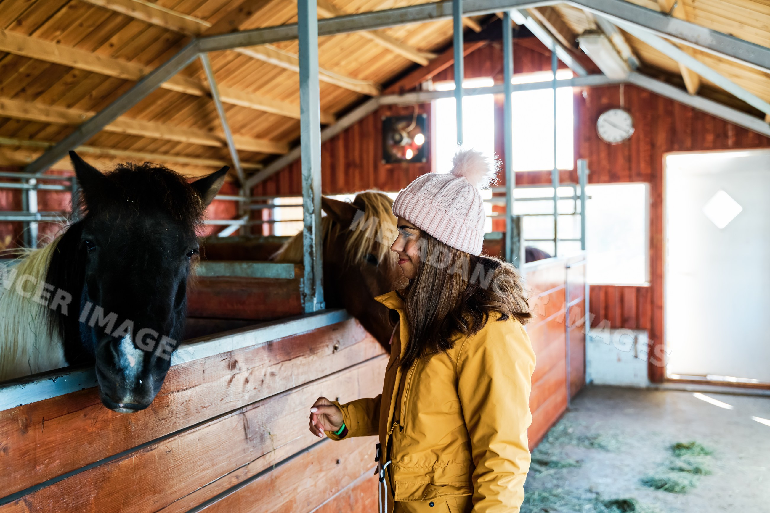 A white woman feeds horses inside a wooden stable