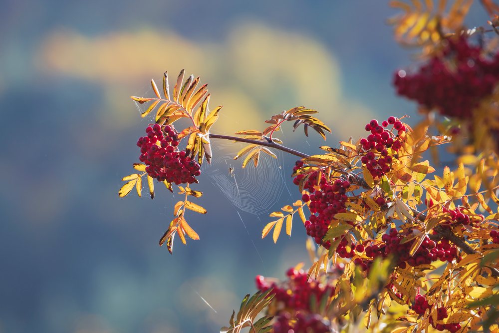 Rowan berries with autumn leaves and spider web in kazbegi, Georgia
