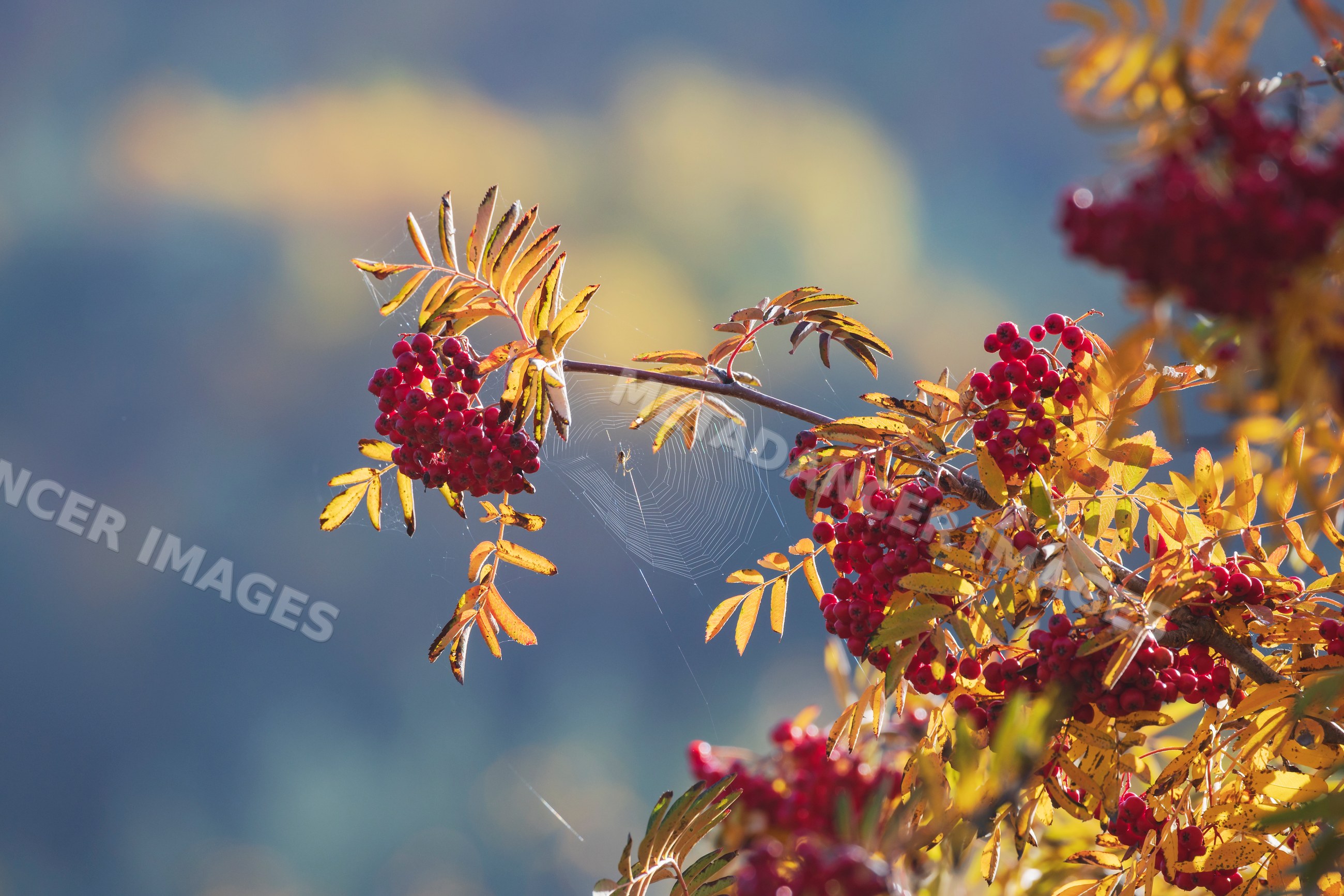 Rowan berries with autumn leaves and spider web in kazbegi, Georgia