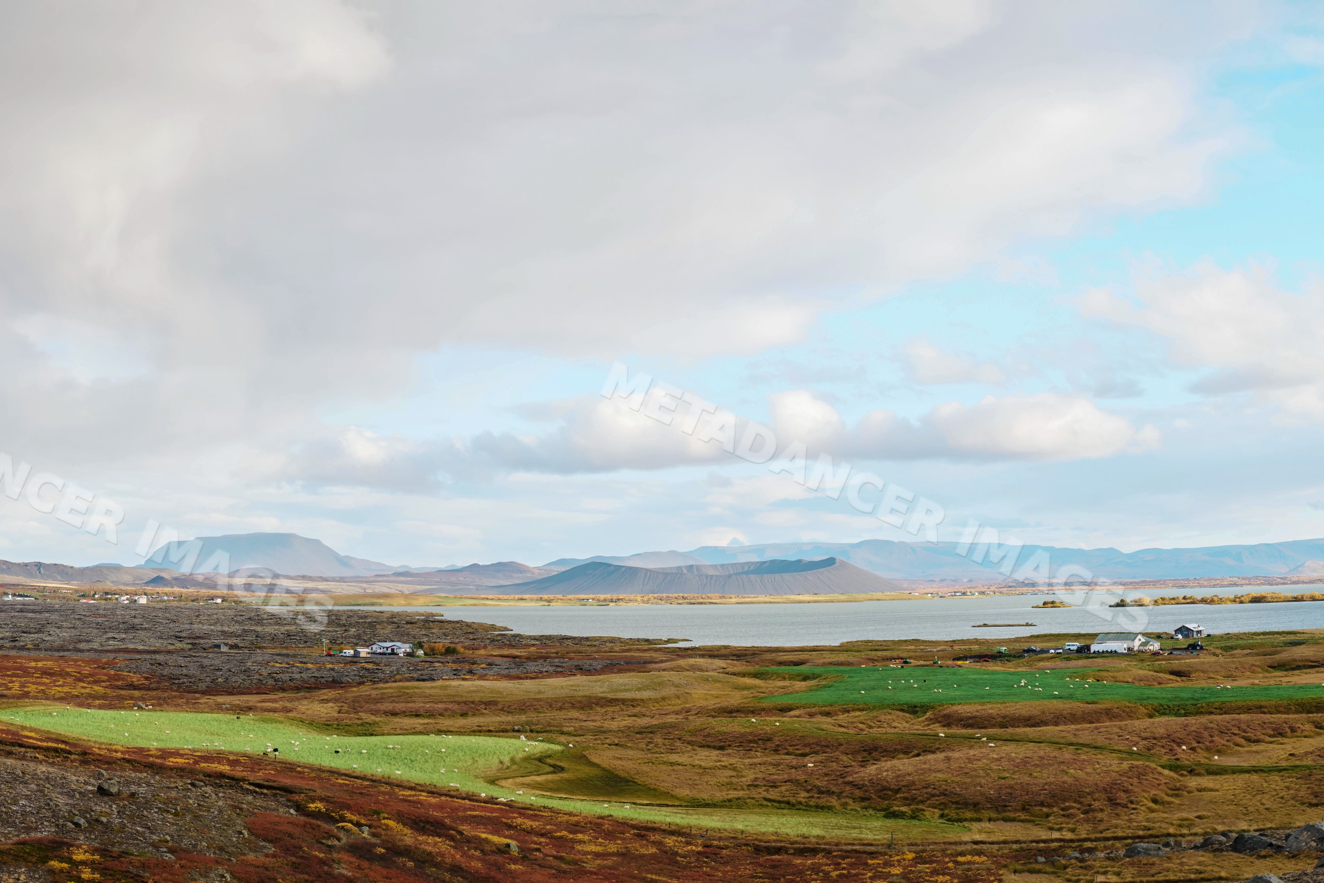 A scenic view of icelandic farmland with sheep grazing by a lake