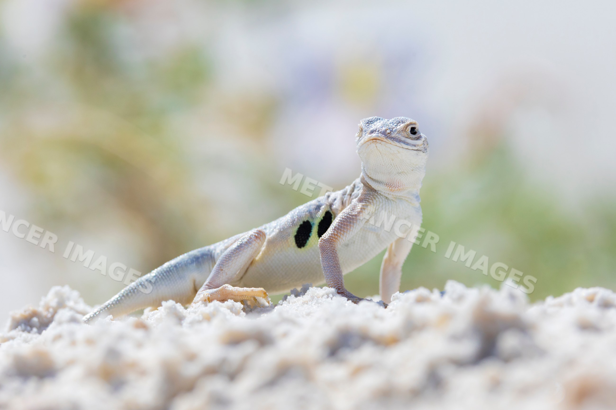 Bleached Earless Lizard on white sand in a park