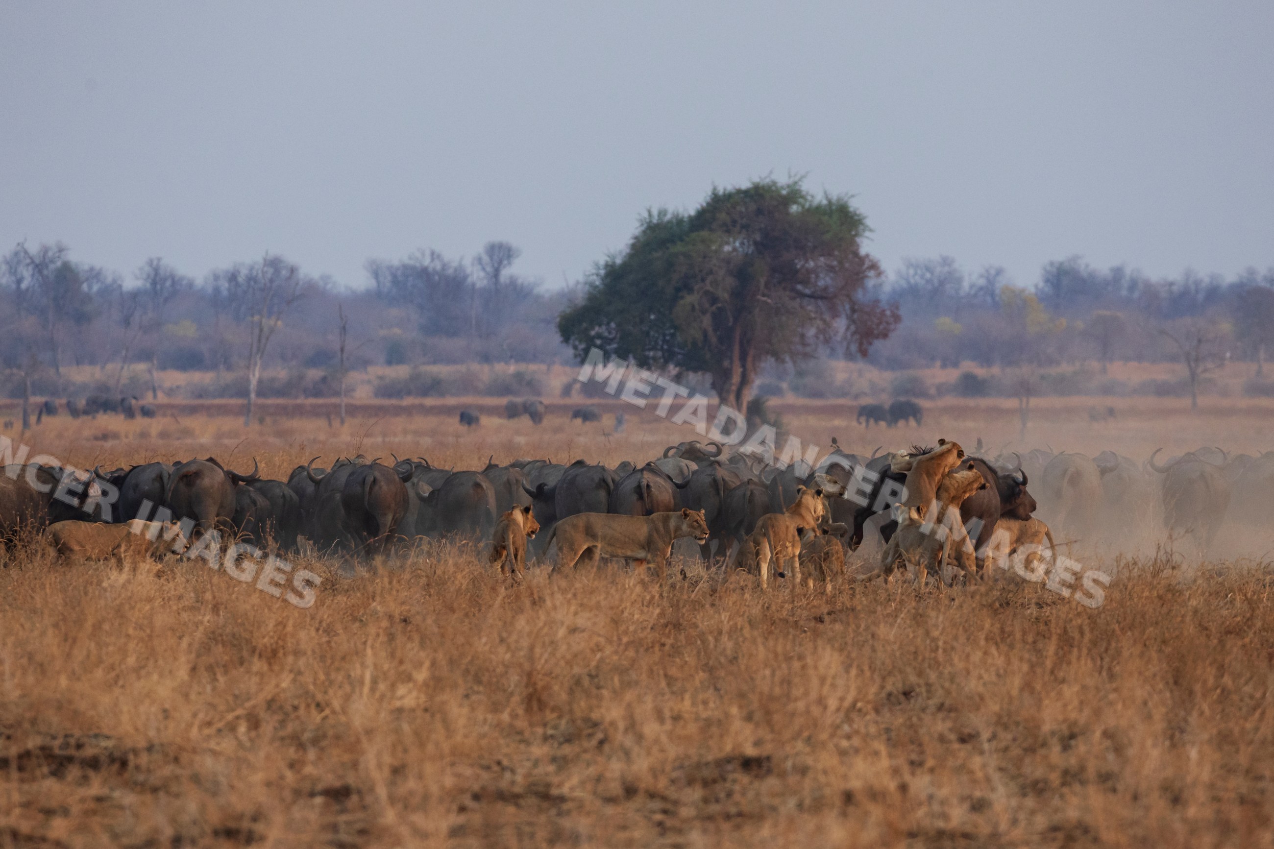 Cape buffalo herd attacked by lion pride in a park