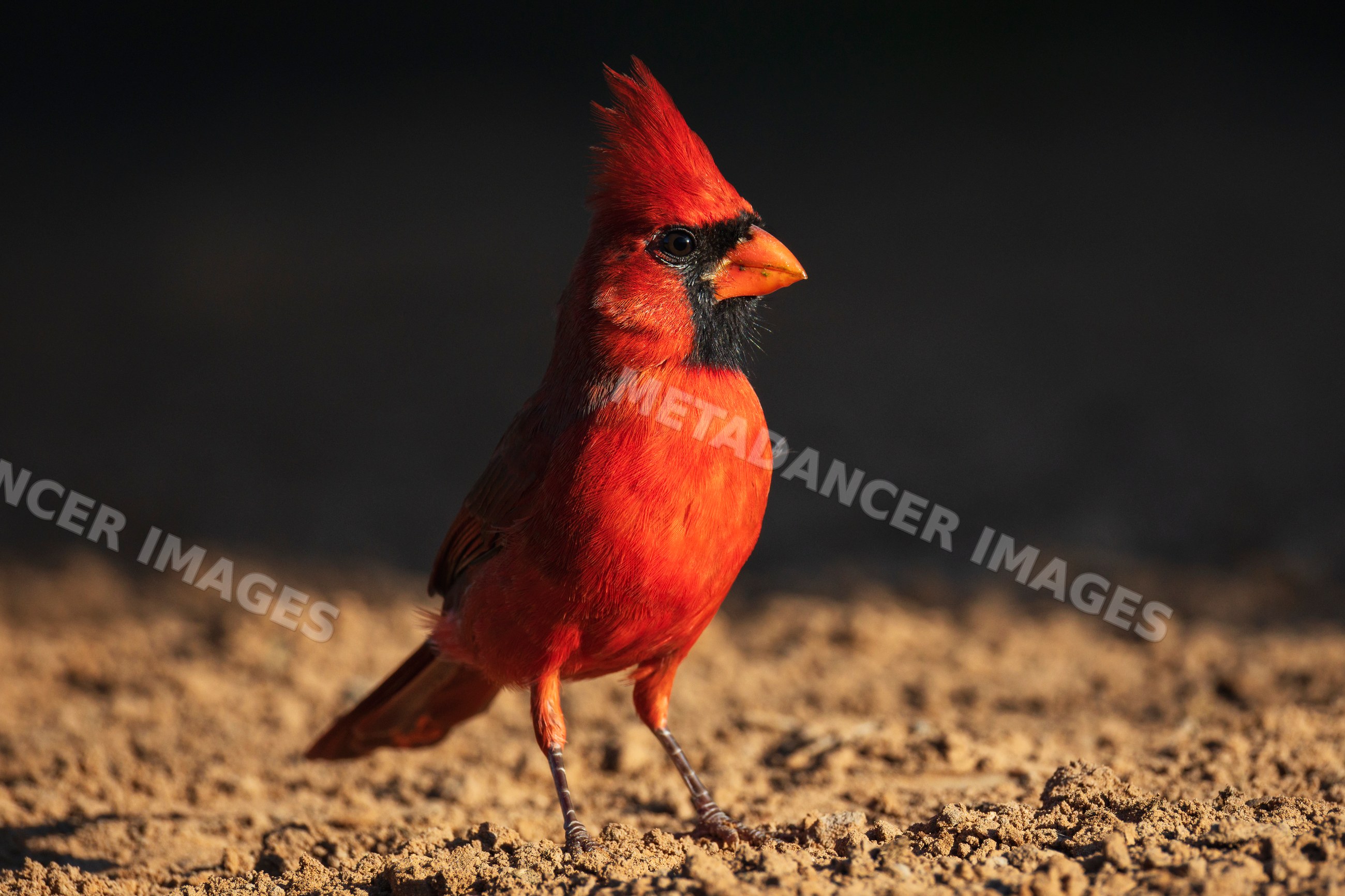 Male Cardinal bird in natural habitat at santa clara Ranch Texas