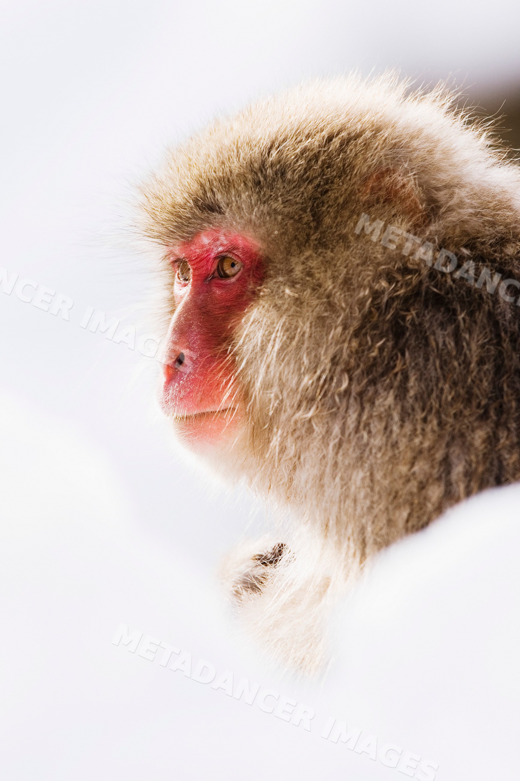 Japanese macaque in snow during winter in Japan wildlife