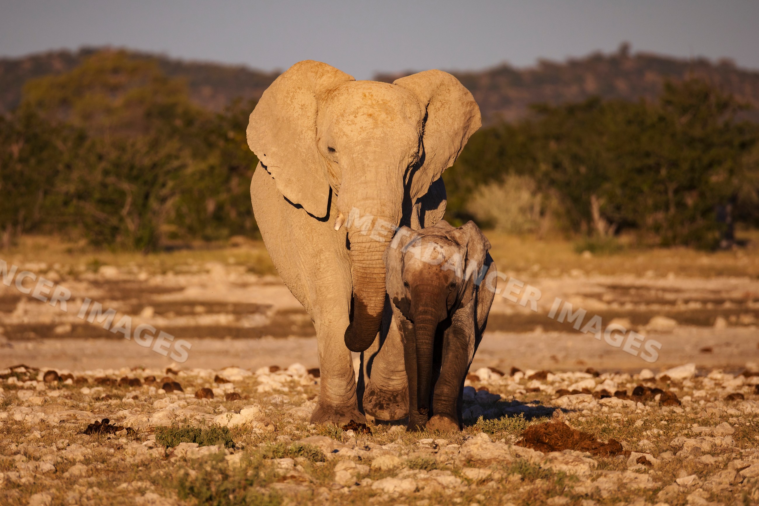 Elephant and young Elephant walking in etosha national park Namibia