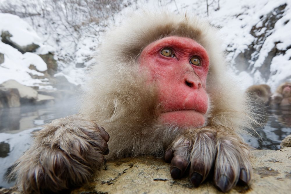 Japanese macaque resting on rock by hot spring, japan