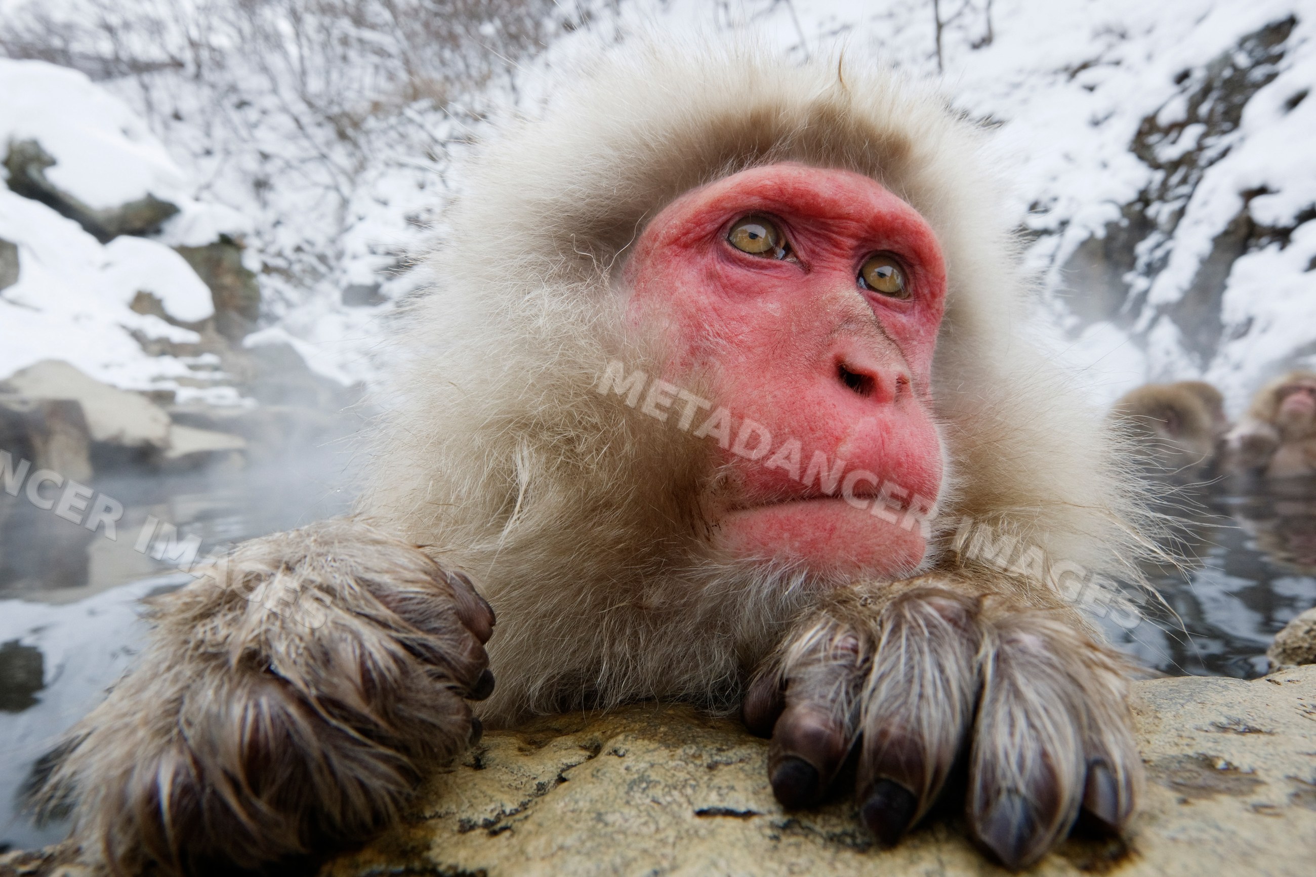 Japanese macaque resting on rock by hot spring, japan