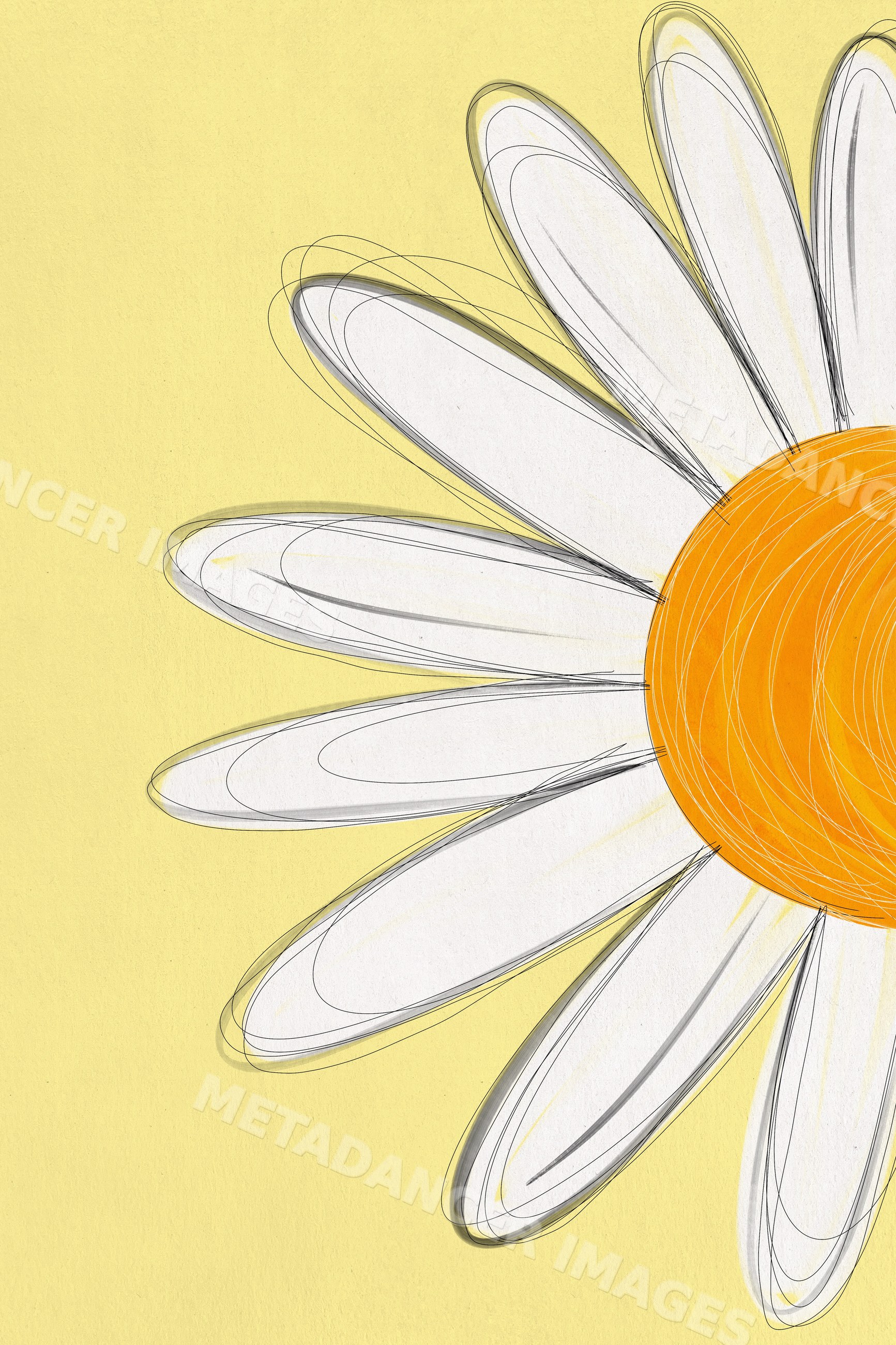 Illustration of daisy flower with white petals and yellow center