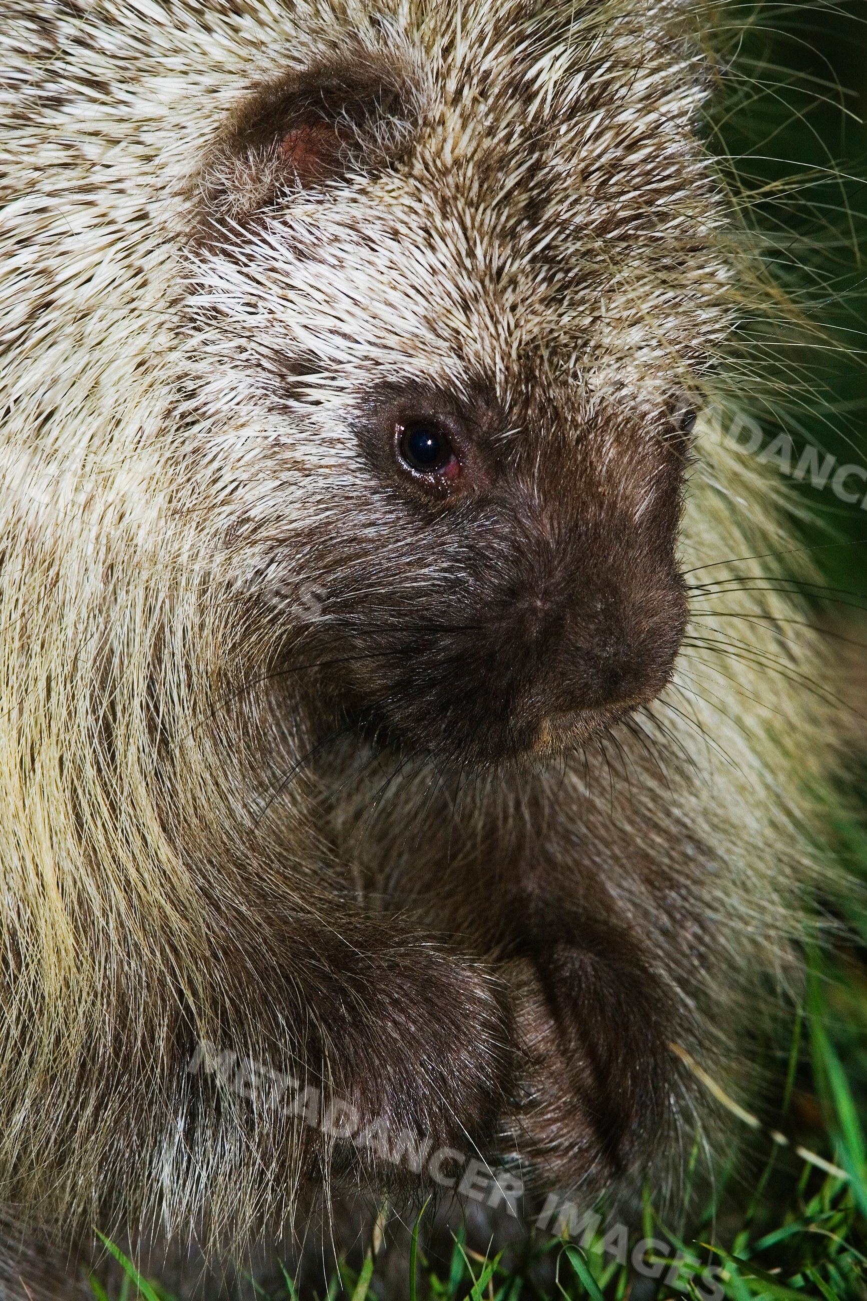 Close-up of porcupine in natural habitat in Texas wildlife