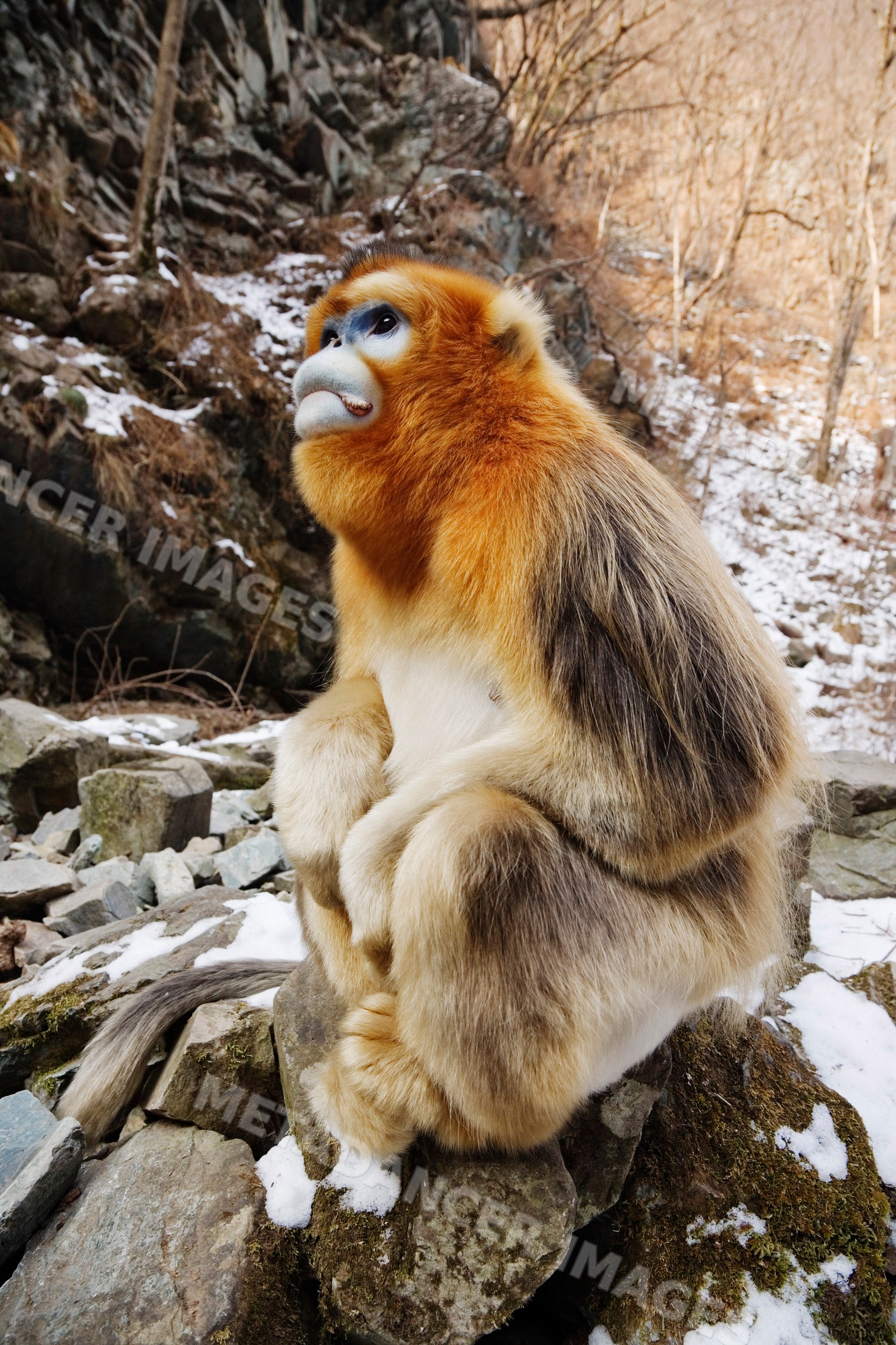 Golden monkey sitting on rock in mountainous landscape china