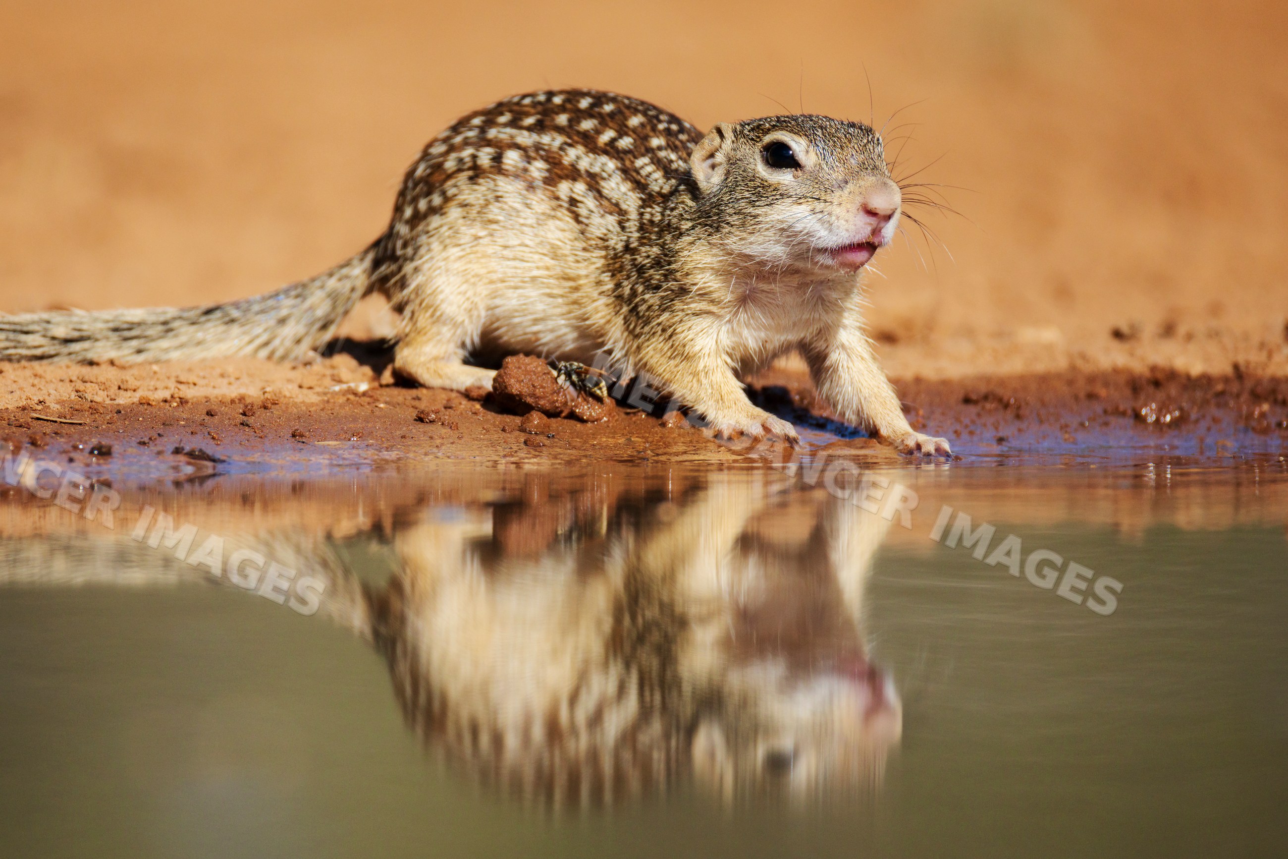 Mexican Ground Squirrel drinking water in Texas desert
