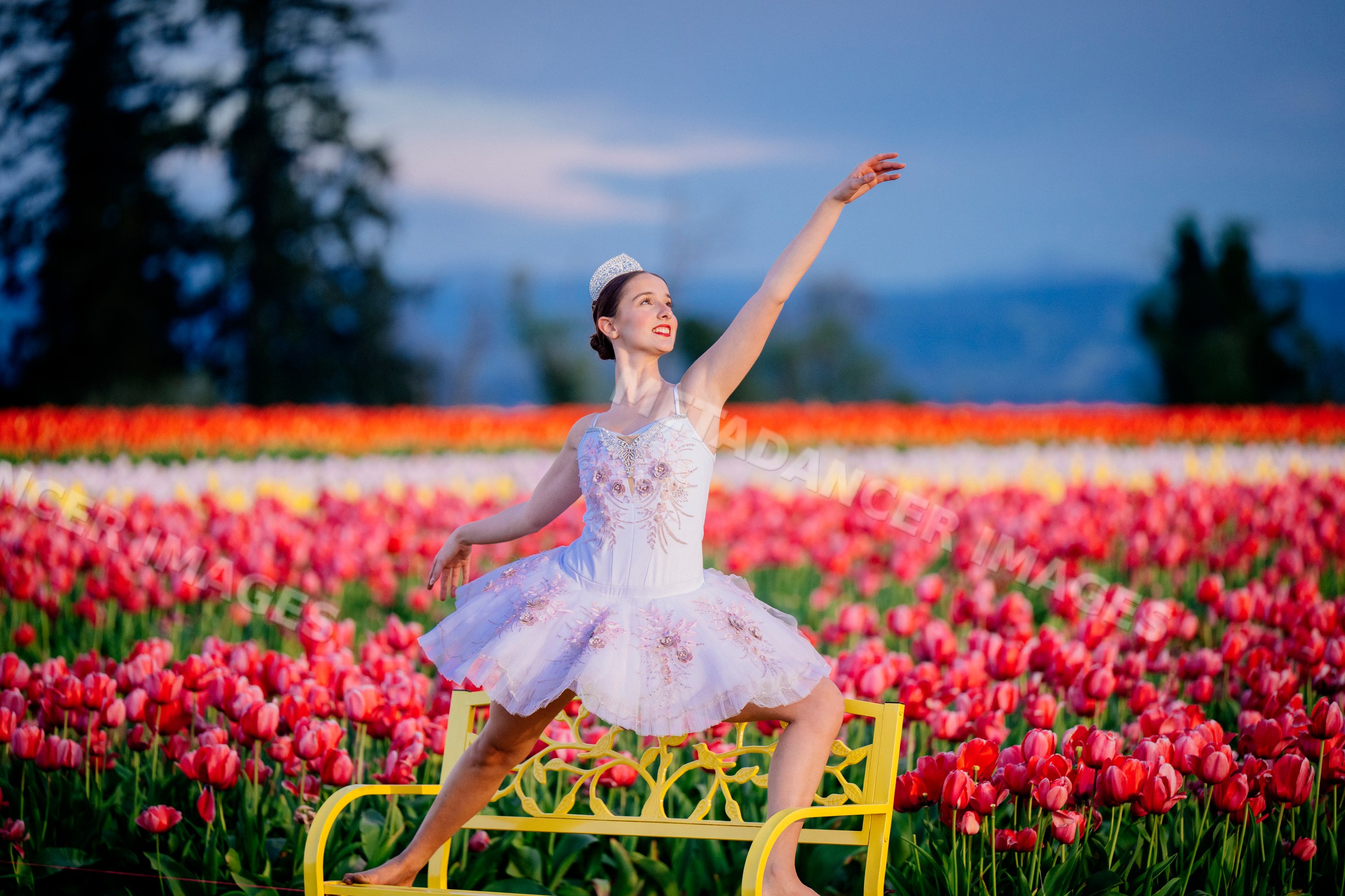 Ballet white dancer posing in tutu on yellow bench in tulip field
