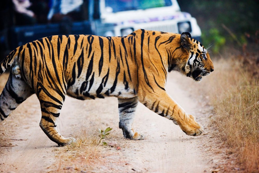 Tiger walking on dirt road india