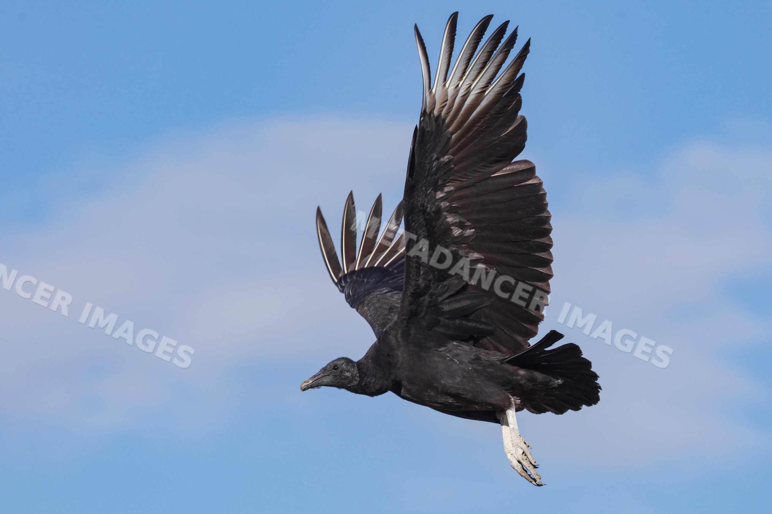 Black Vulture soaring in Flight over santa clara ranch, Texas