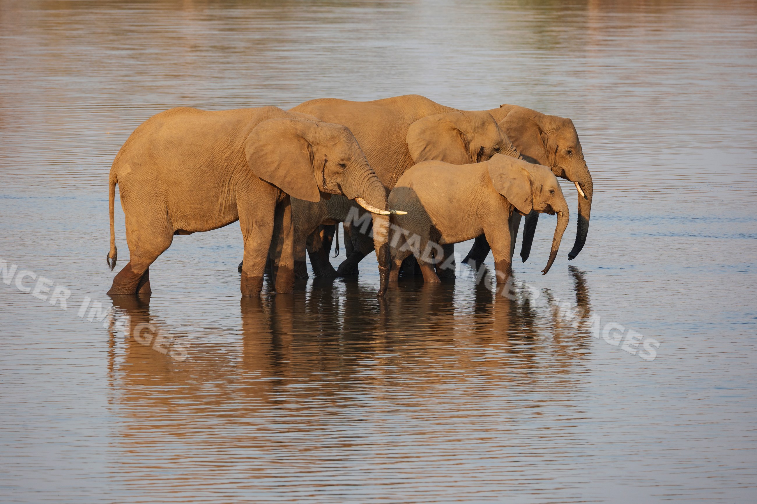 Elephants drinking water in South Luangwa national park river
