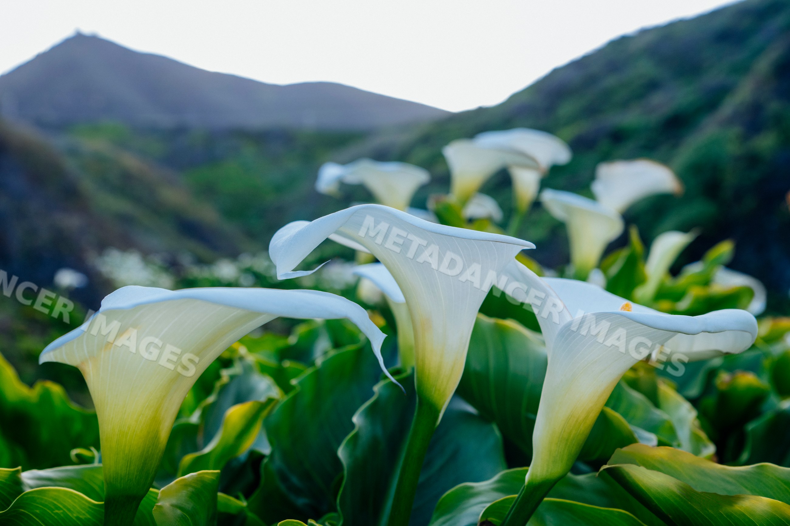 Calla lily flowers blooming in the mountains