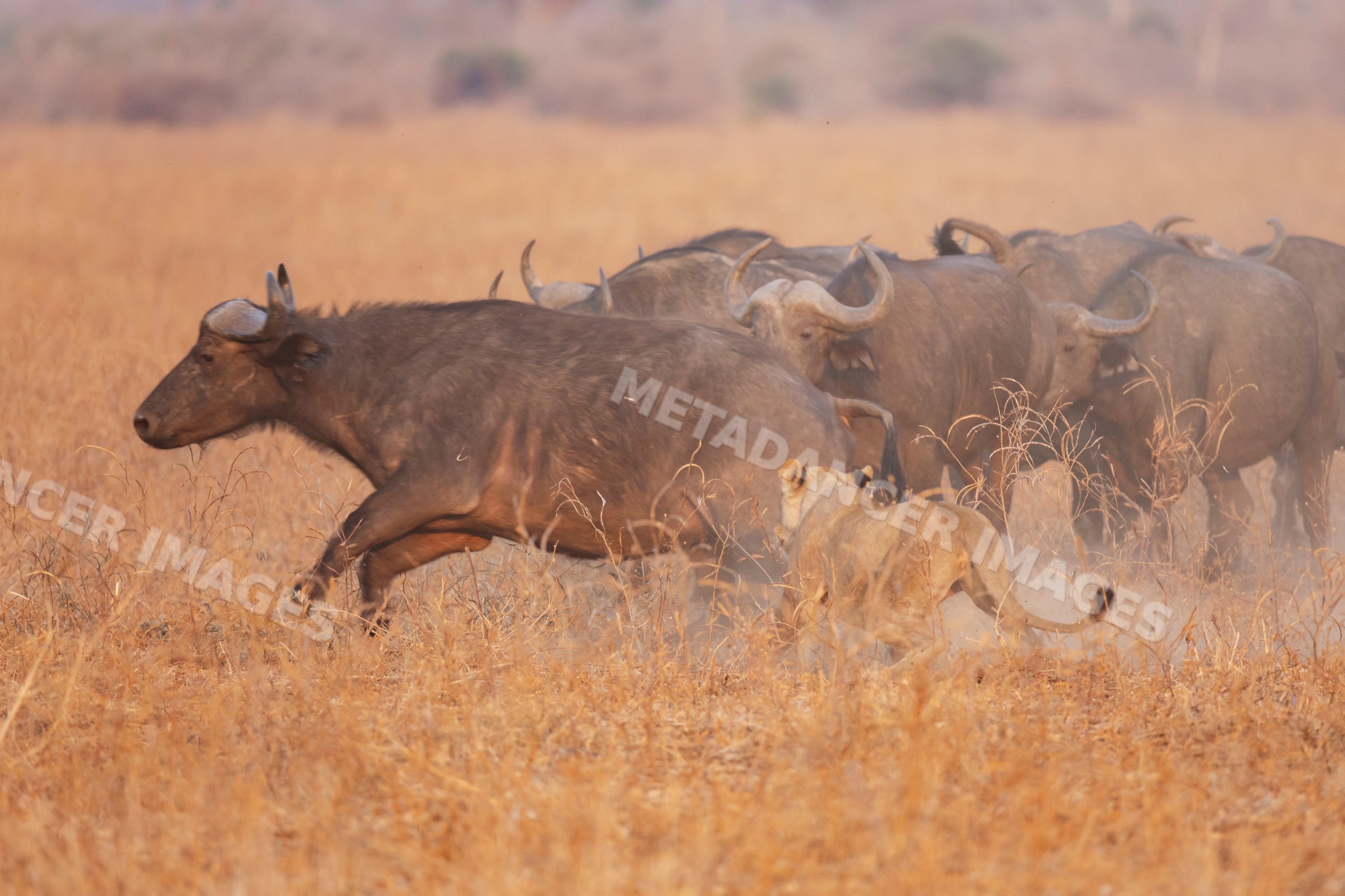 Cape buffalo chased by lioness Pride in a park