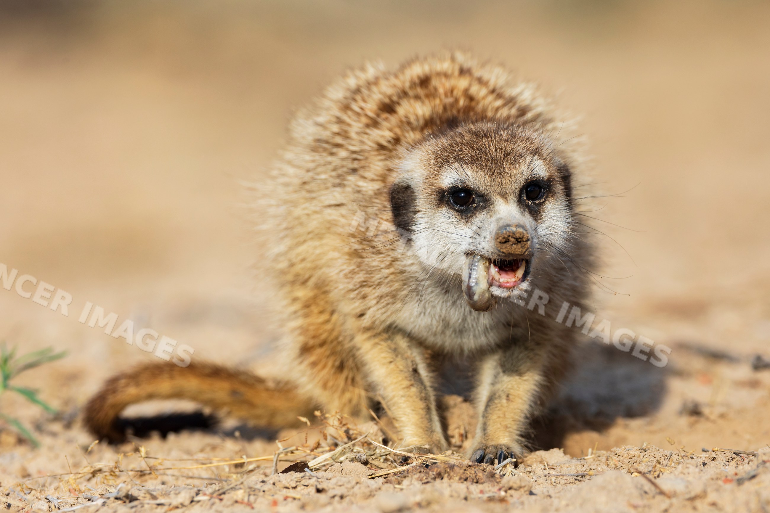 Meerkat eating a Foraged Grub in the Kalahari Desert, South Africa