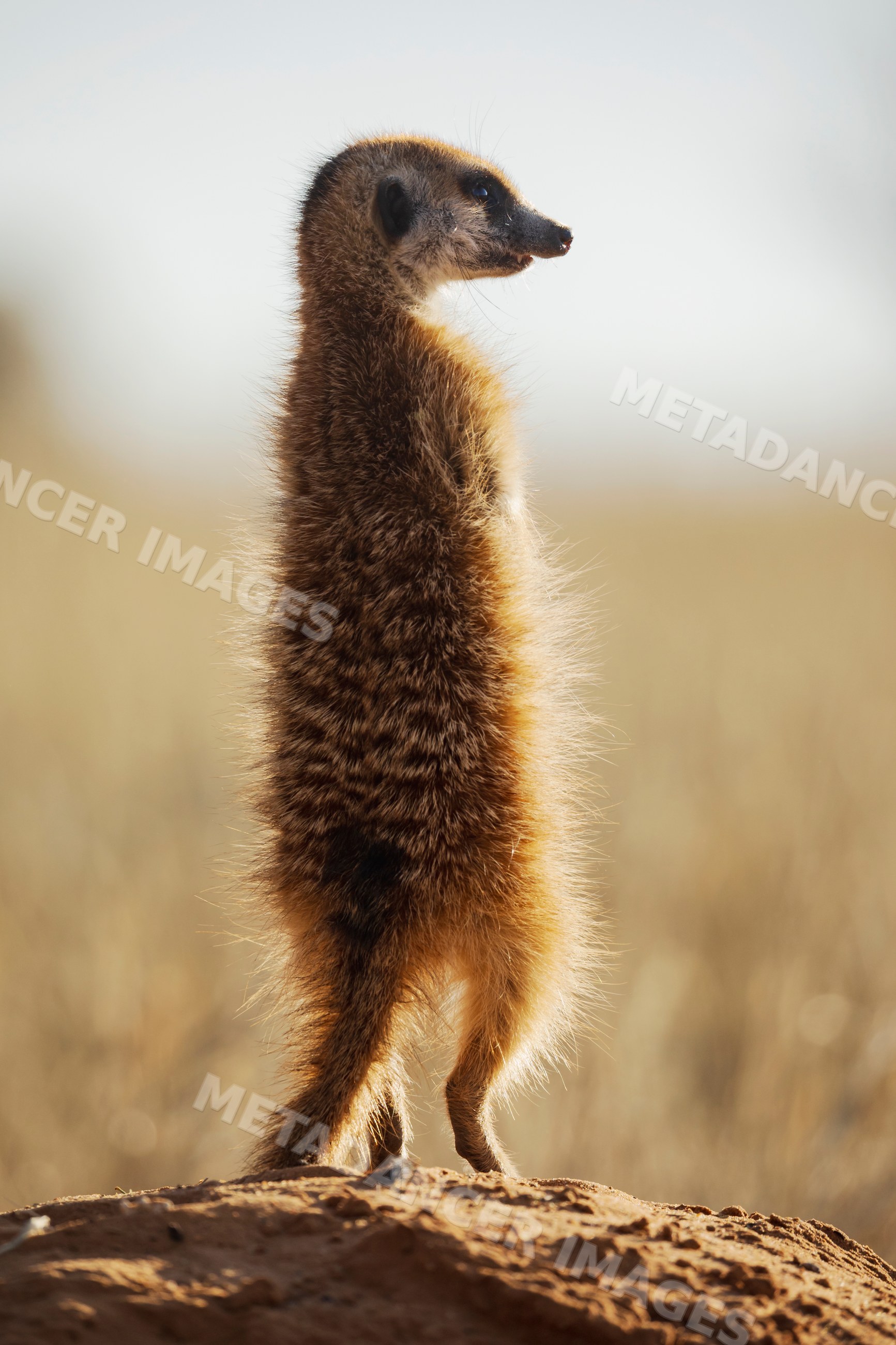 Meerkat standing alert in Kalahari Desert South Africa