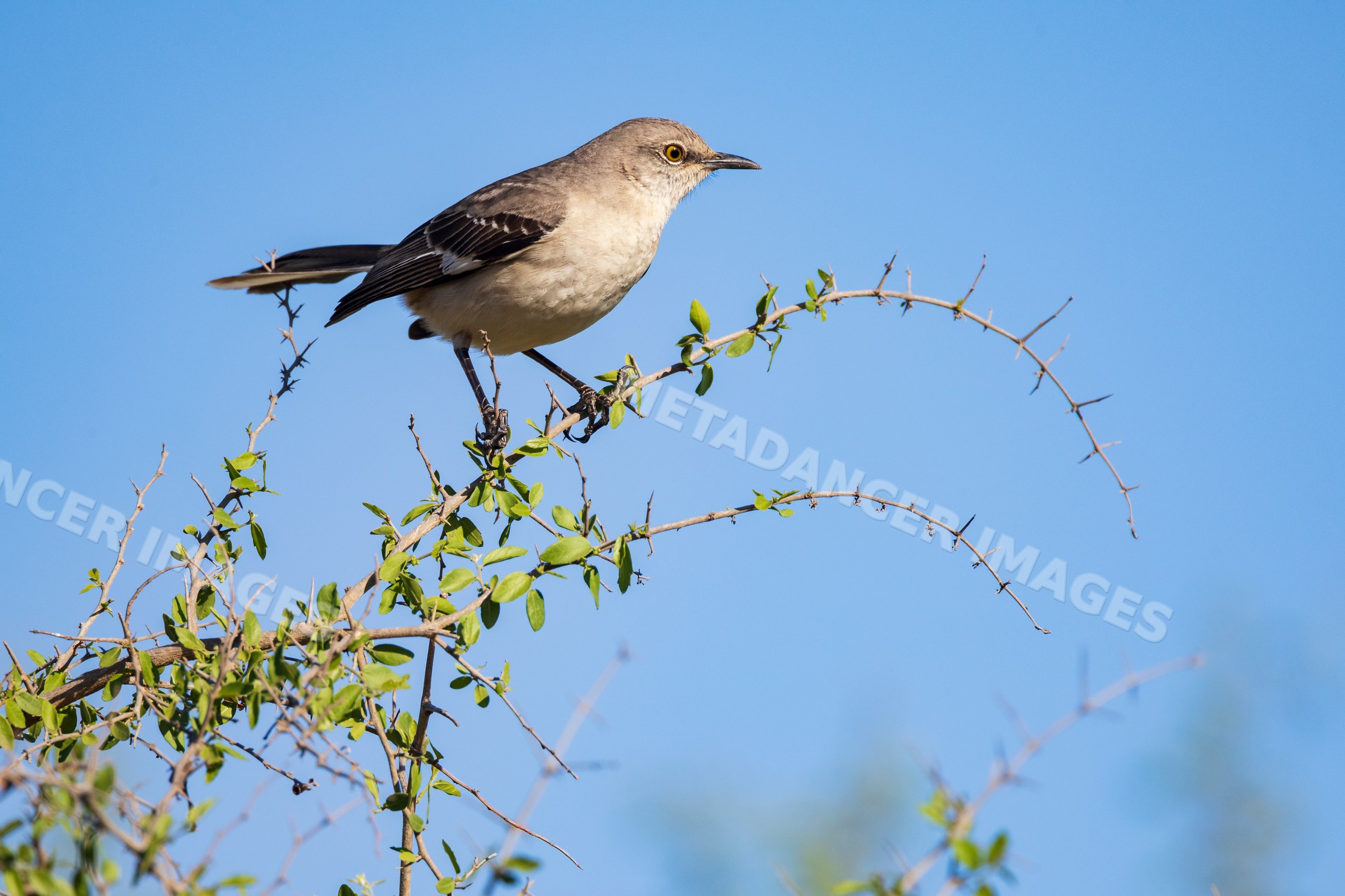 Northern Mockingbird perched on a branch in texas outdoor setting