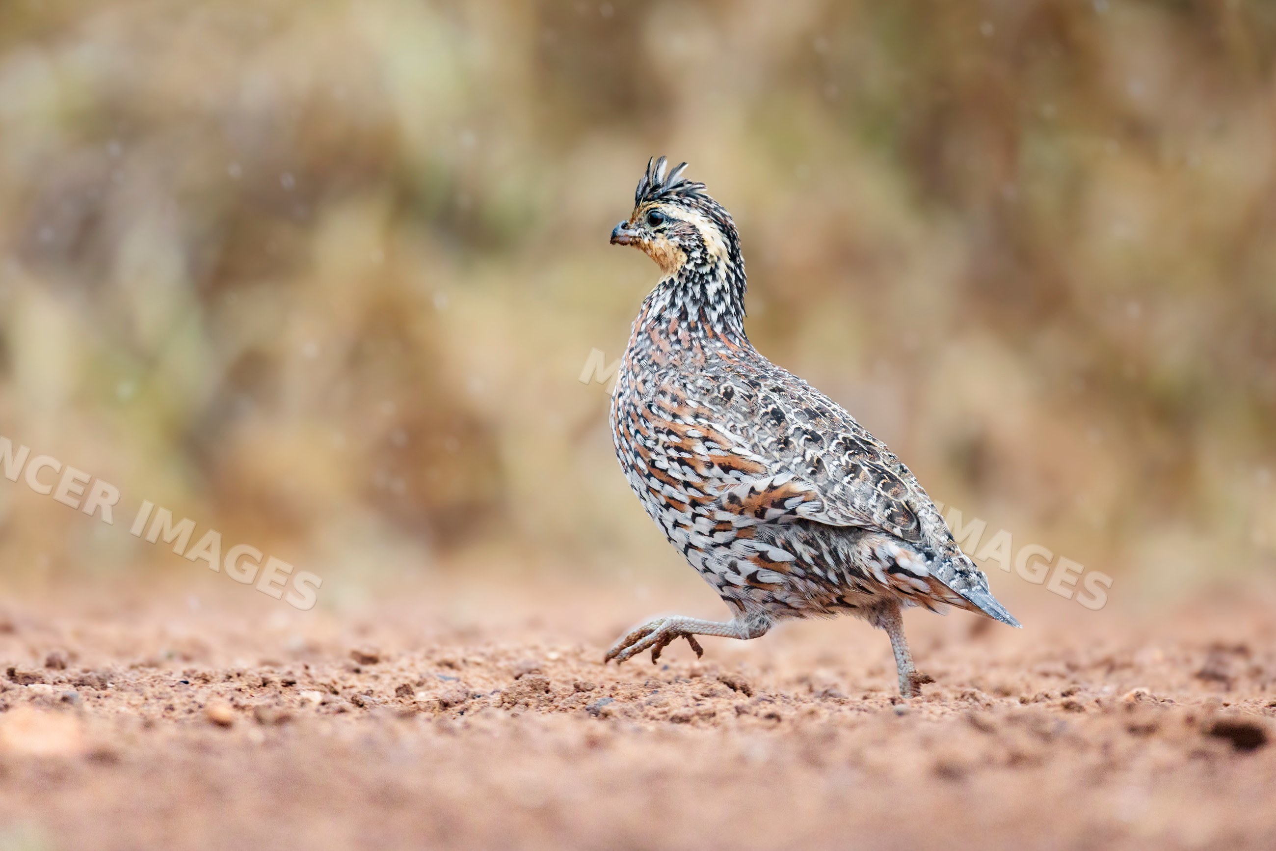 Bobwhite quail running on soil at santa clara ranch, Texas