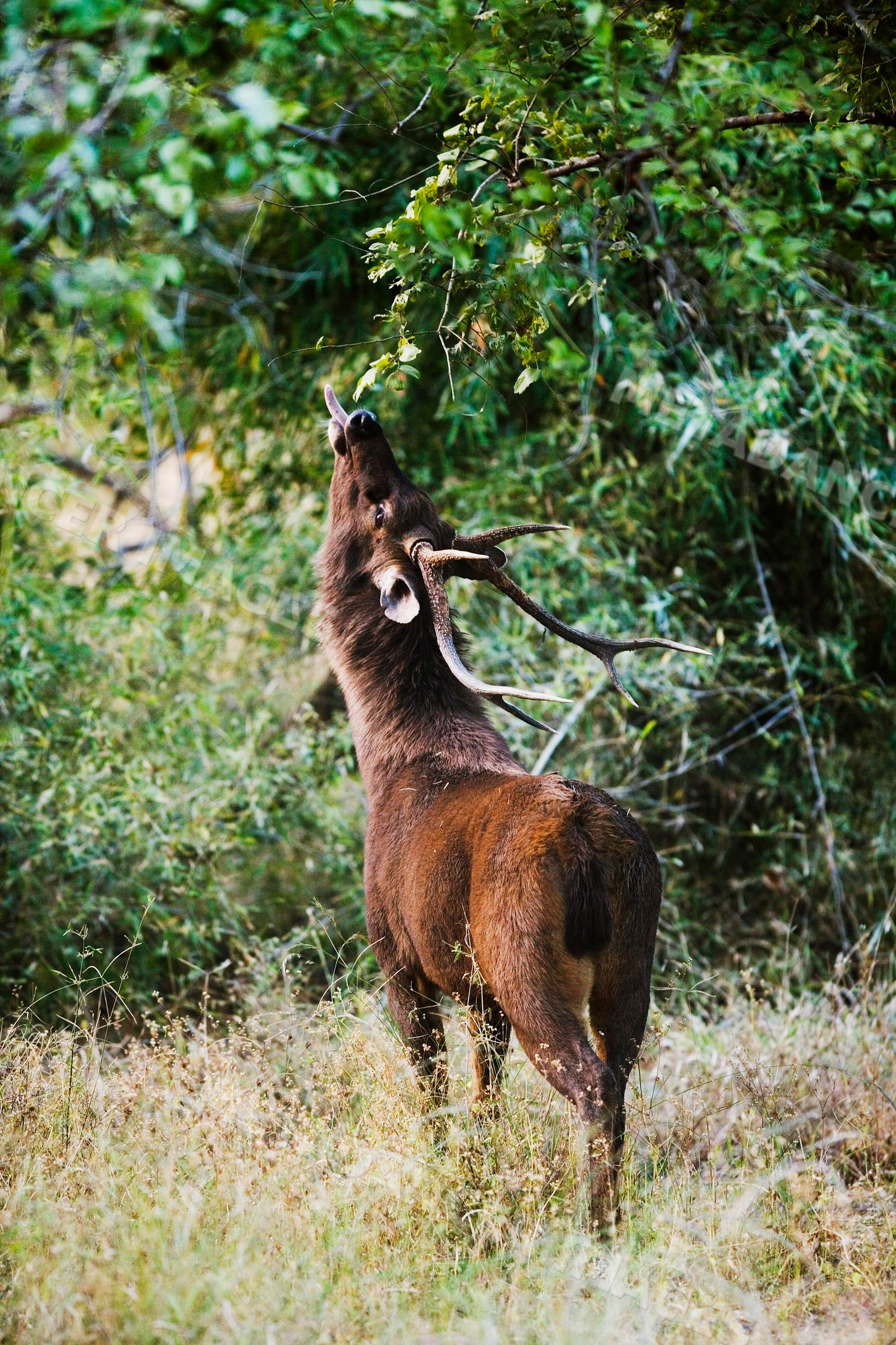 Male sambar deer feeding on tree leaves in forest