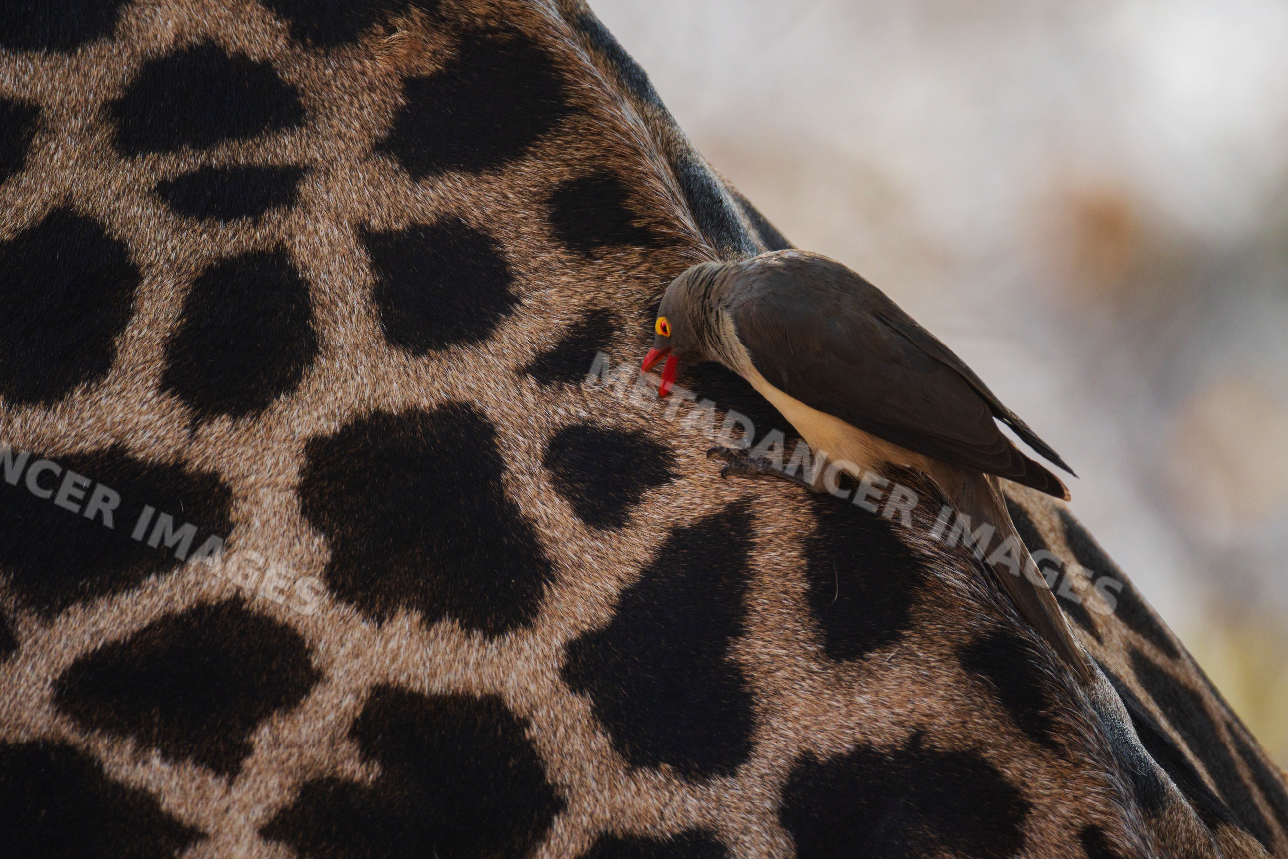 Red-billed oxpecker grooming a Giraffe's hide in a park