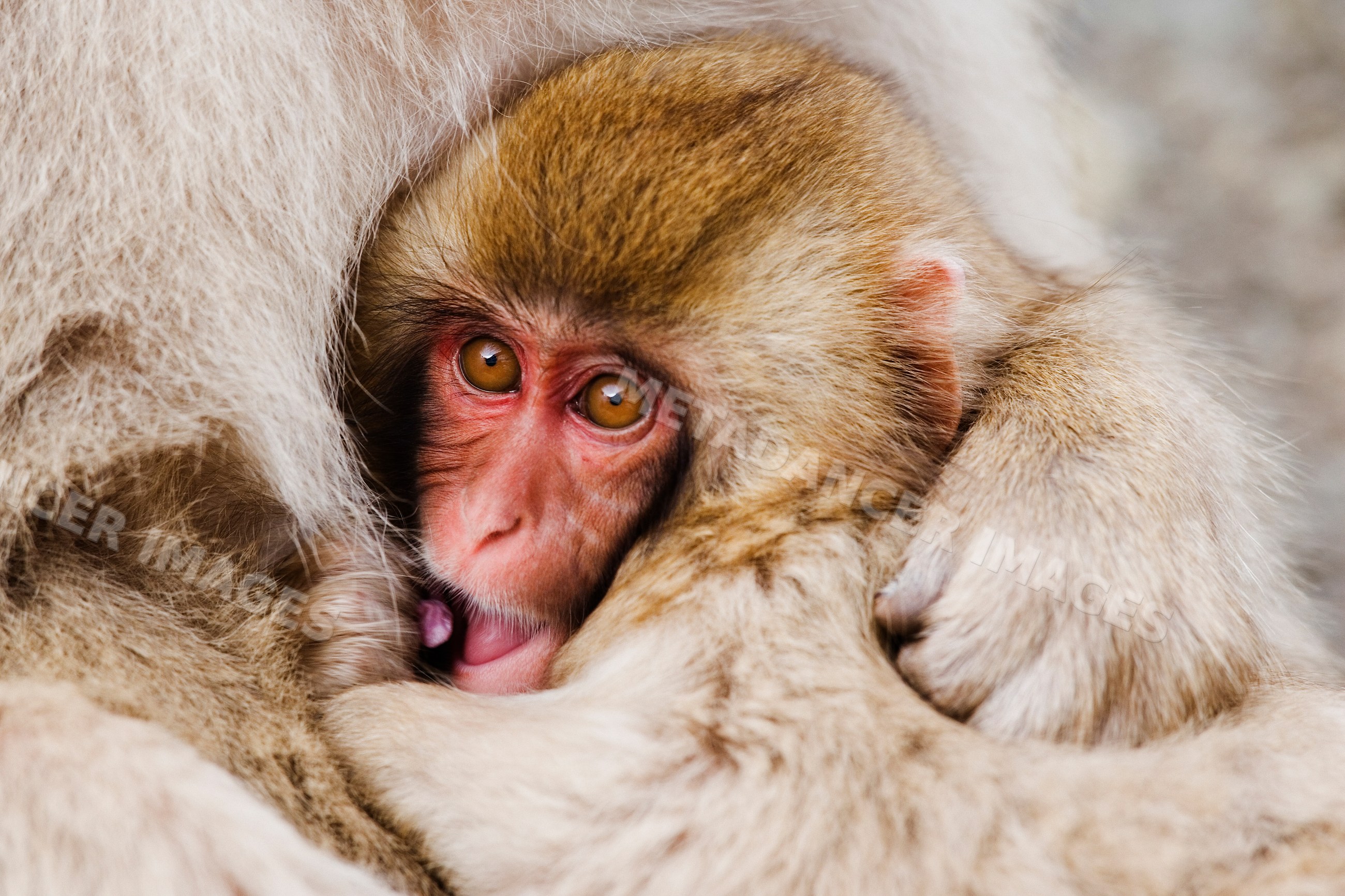 Baby Japanese macaque clinging to mother in wildlife winter scene