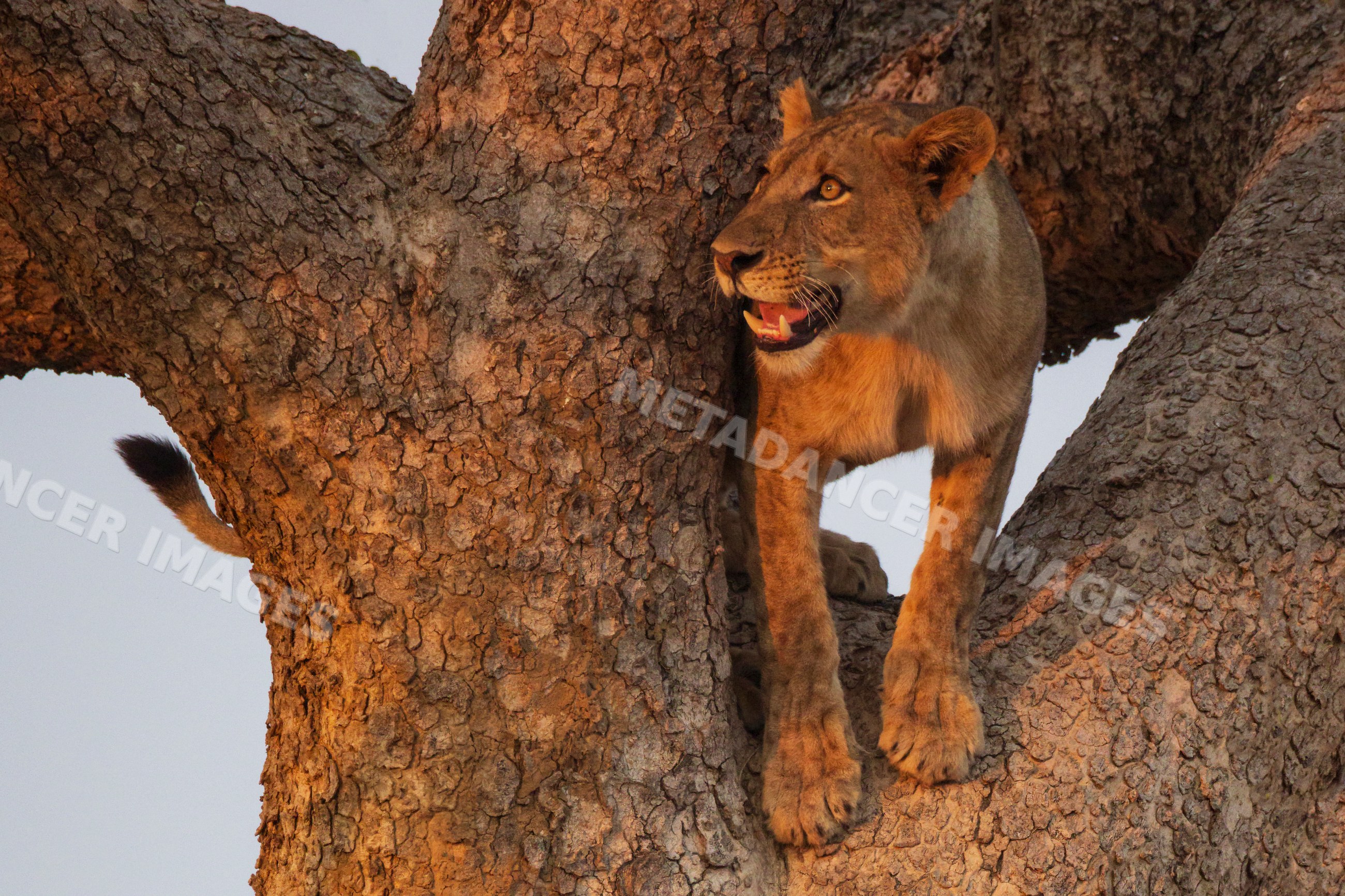 Juvenile Lion perched in Tree in South Luangwa national park Zambia