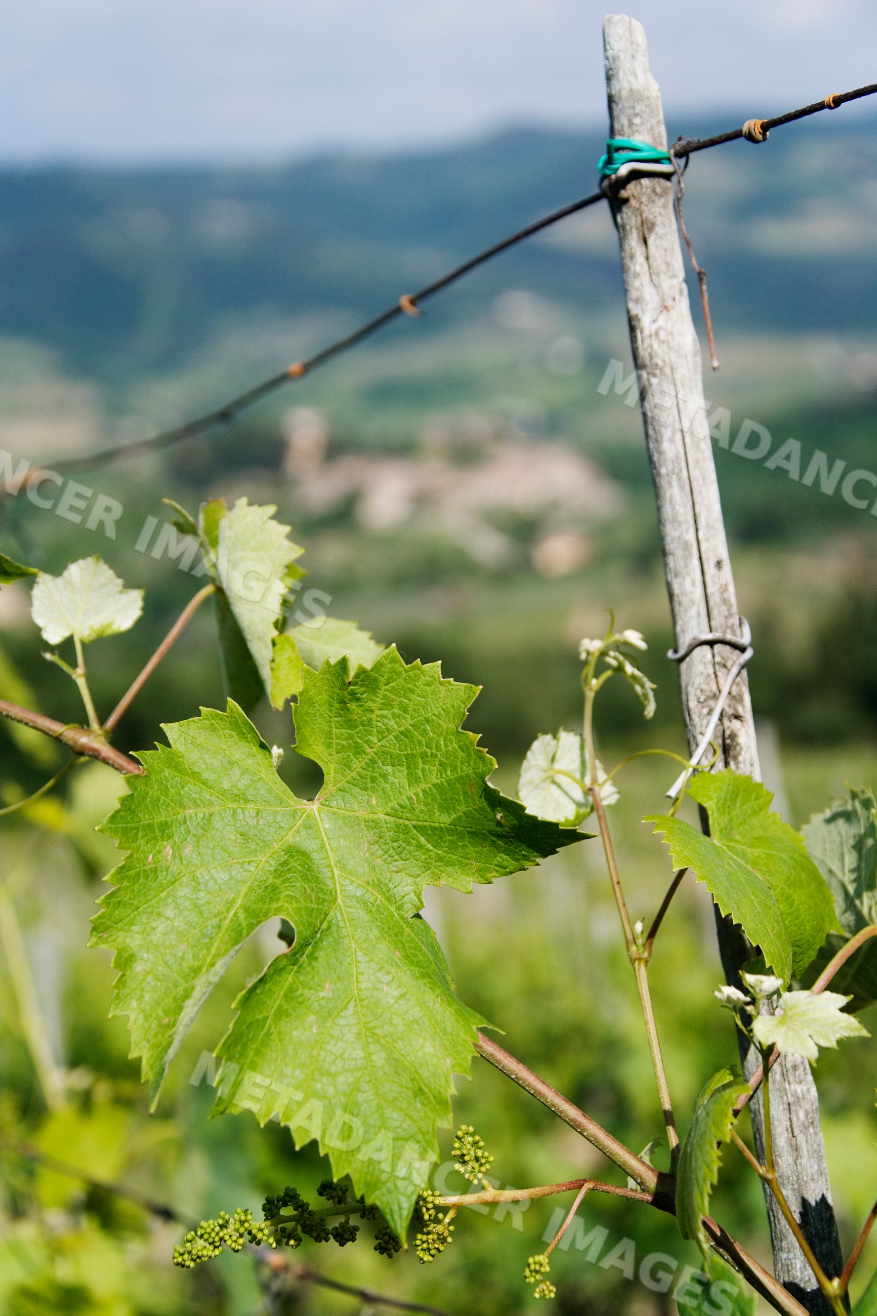 Grapevine leaf and young grapes vineyard landscape