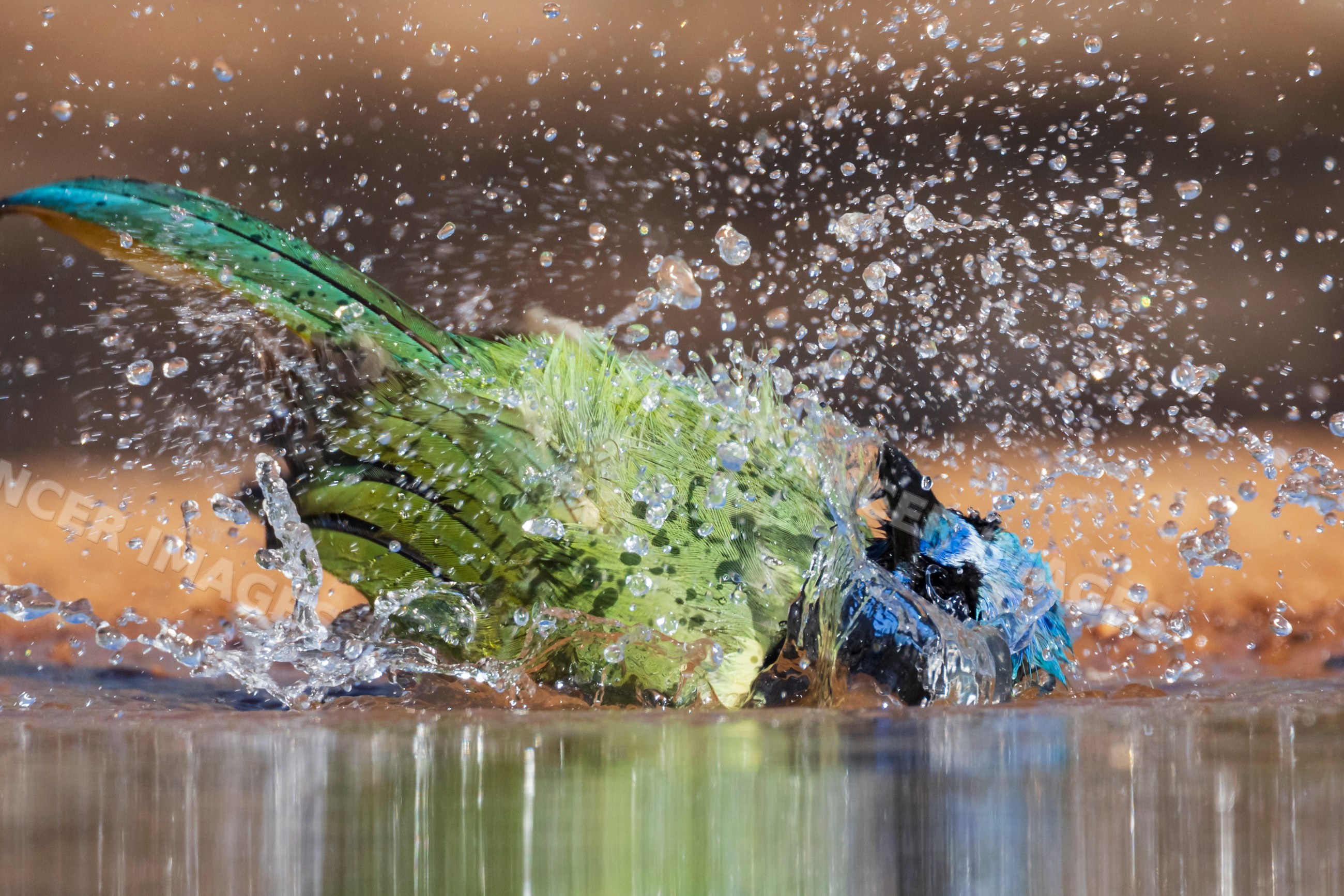 Green jay bathing with water splash