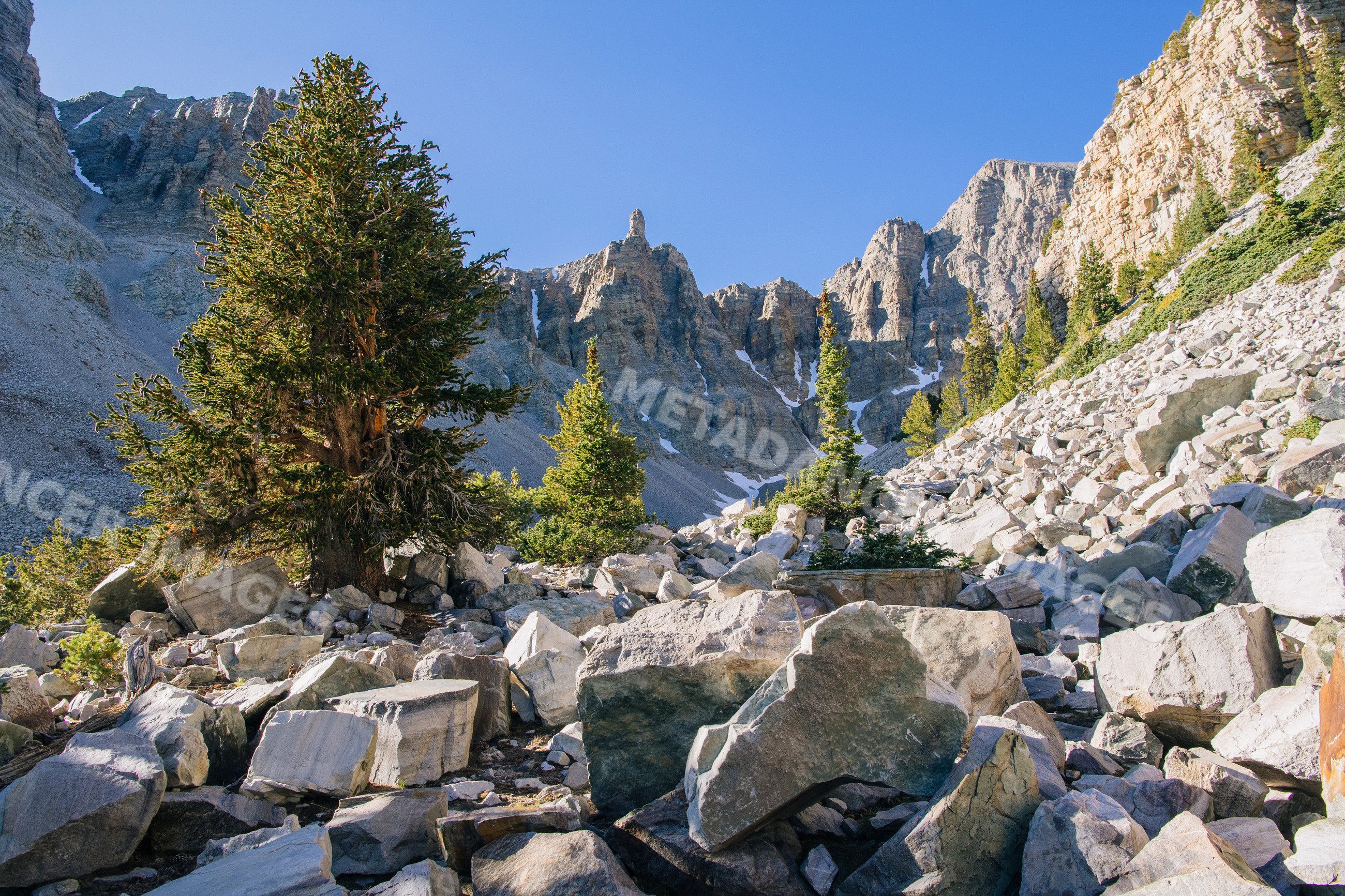 Mountain valley with rocky terrain and conifer trees
