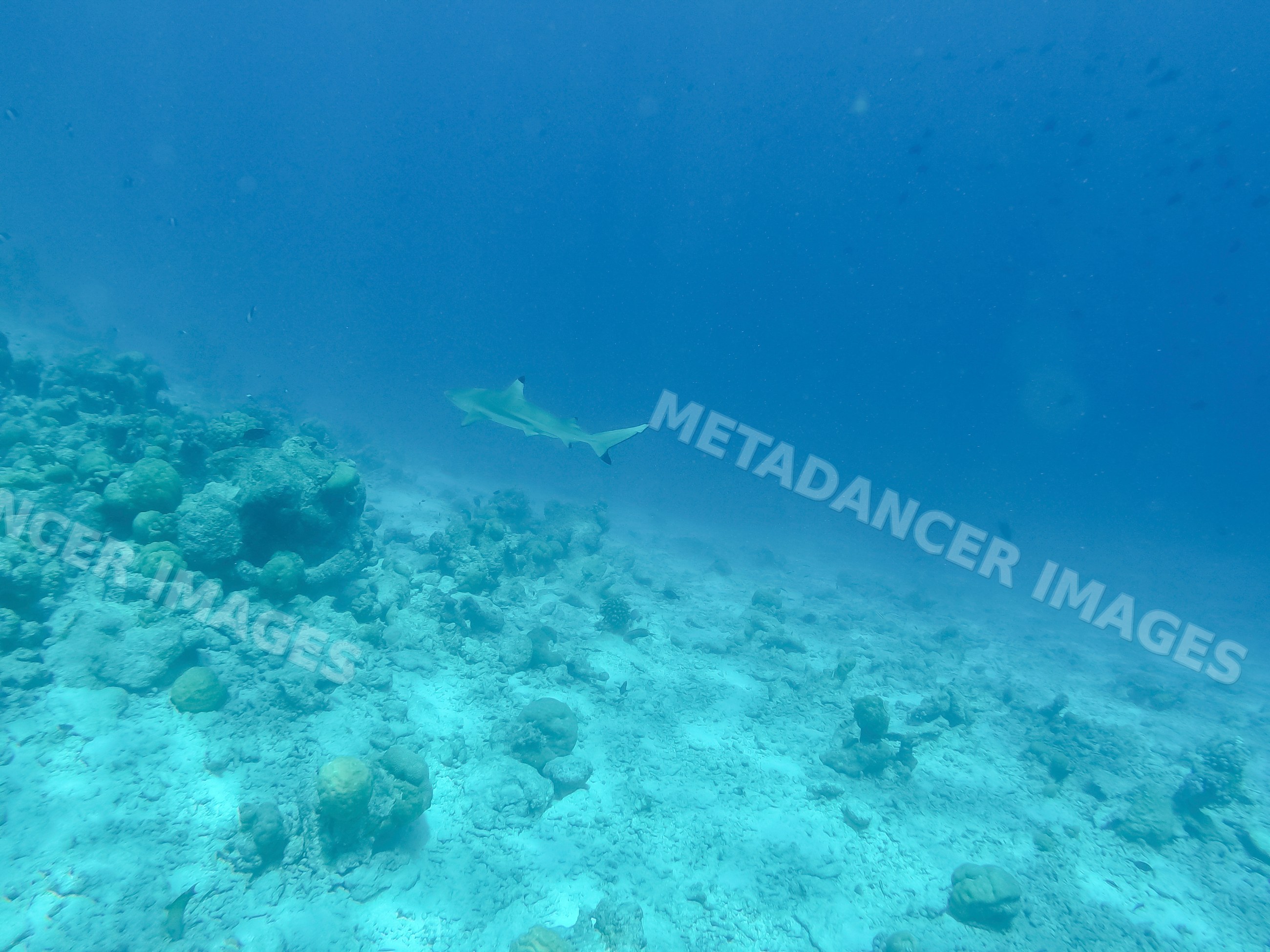 A shark swimming above coral reef marine life in the Maldives ocean