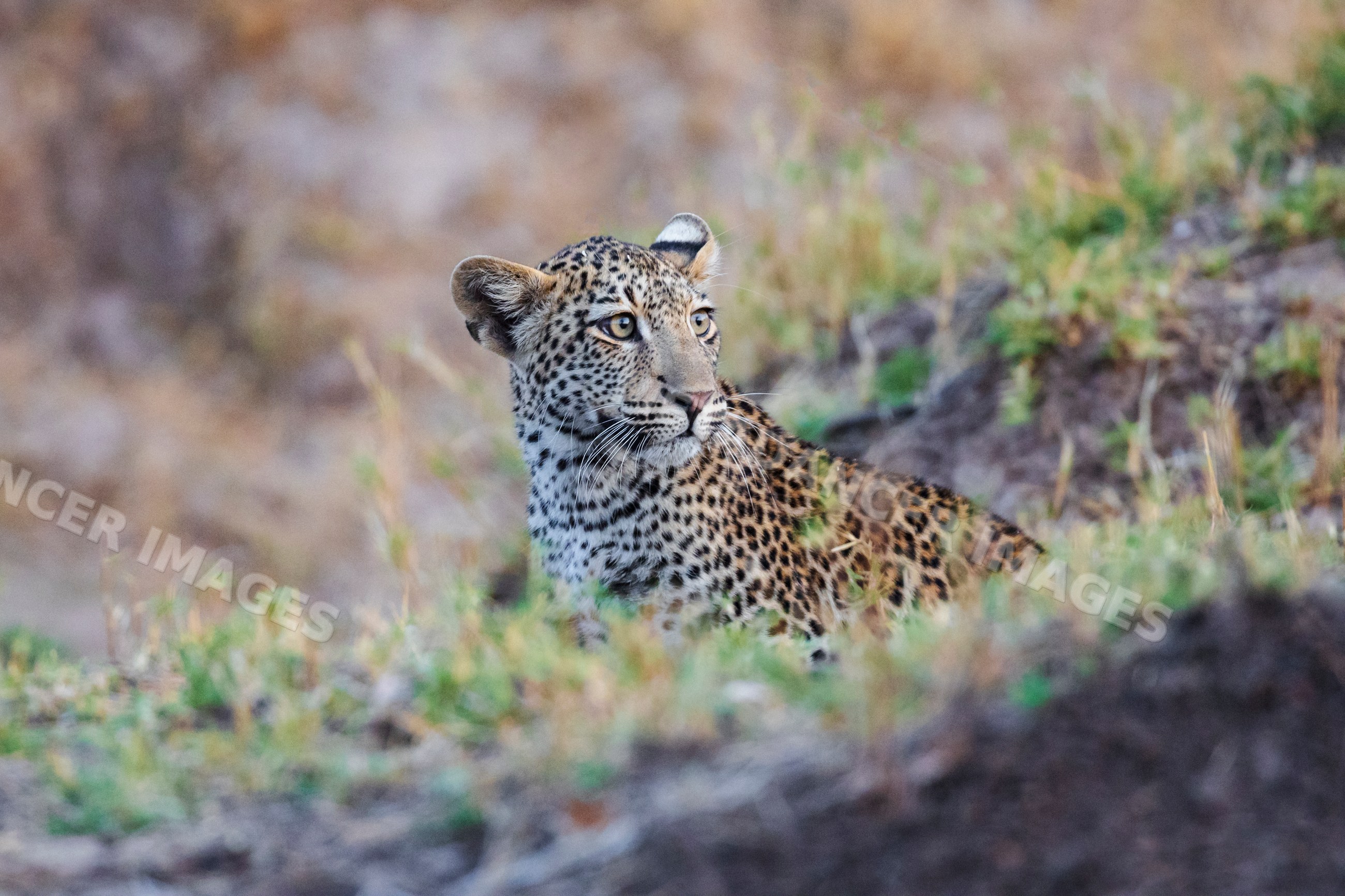 Portrait of female Leopard in South Luangwa national park Zambia