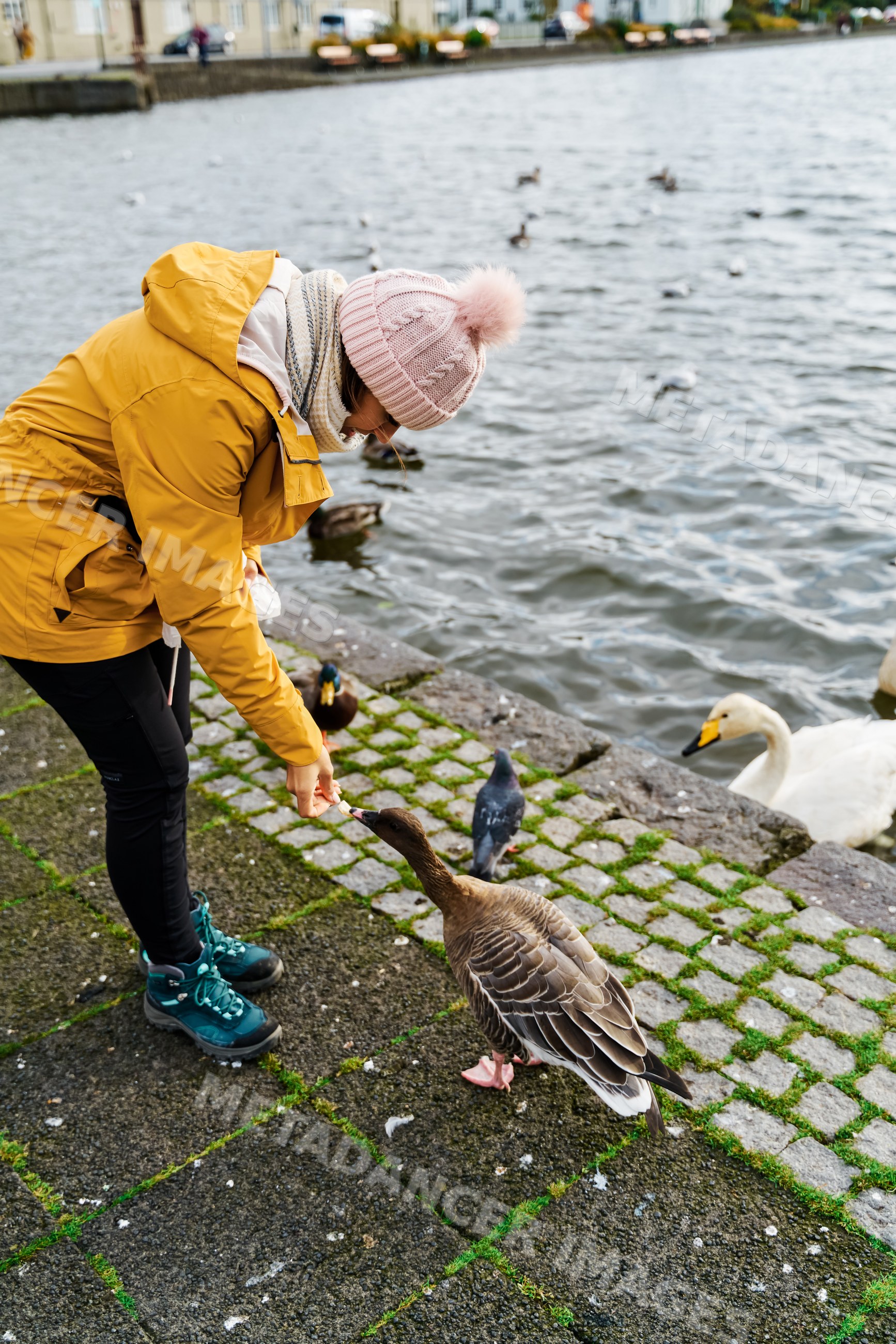 A white woman feeding a brown goose by a lake shore